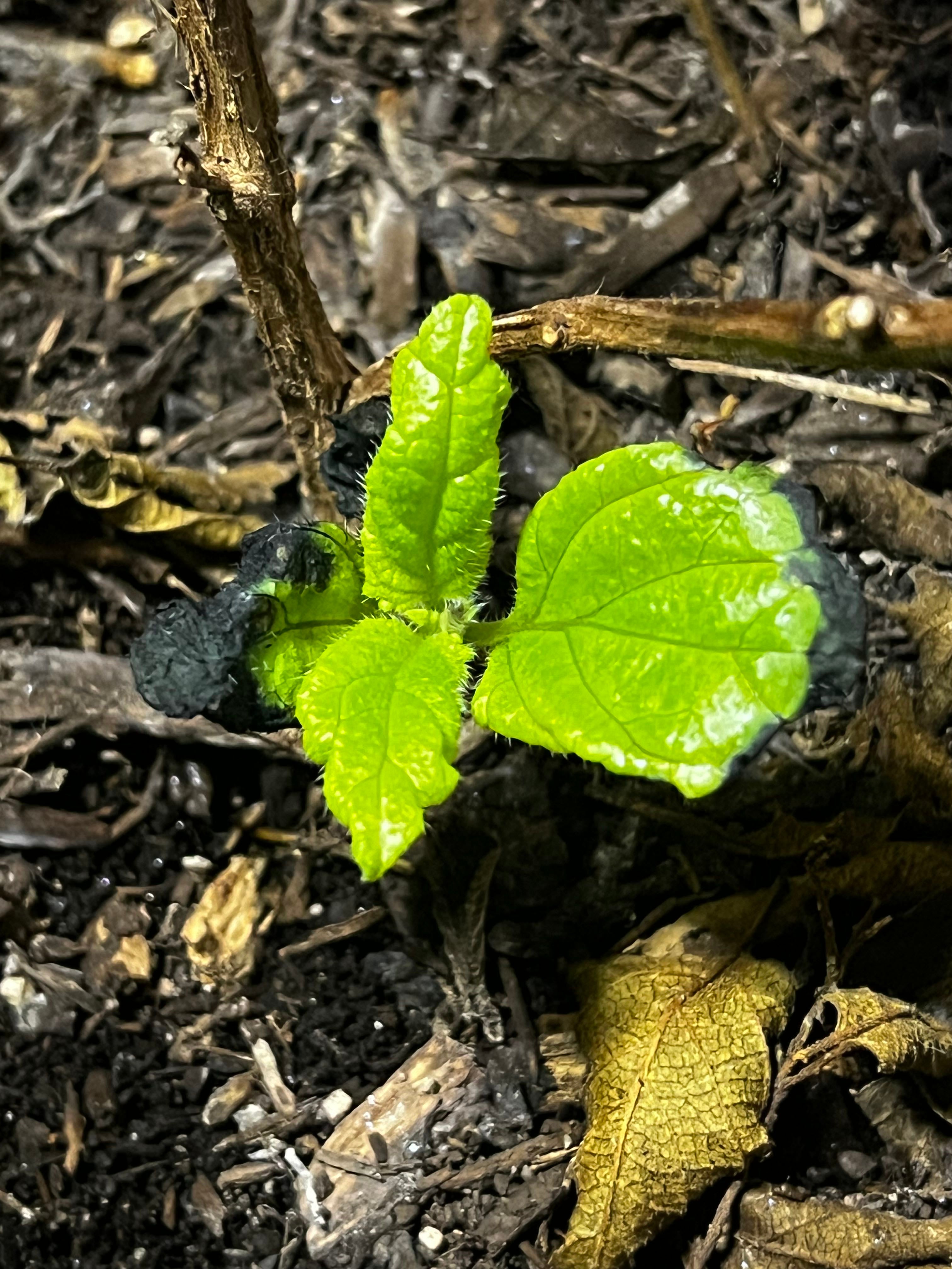 Irene Lantana Care 101 Water, Light & Growing Tips