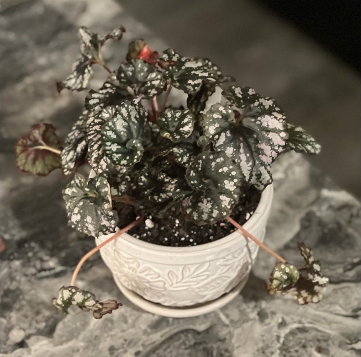 Photo from the post