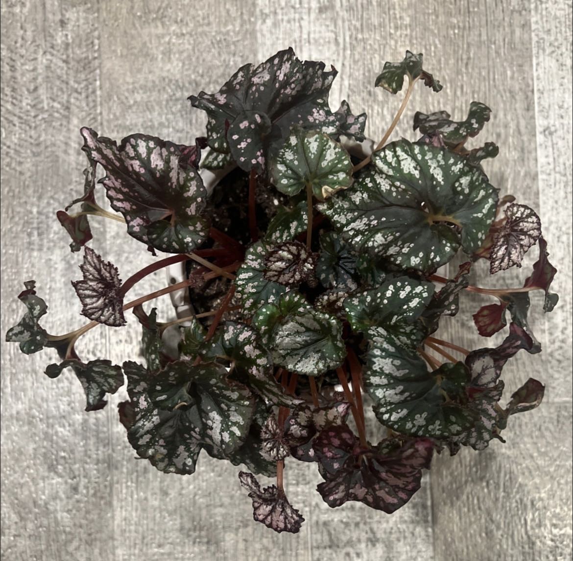 Photo from the post