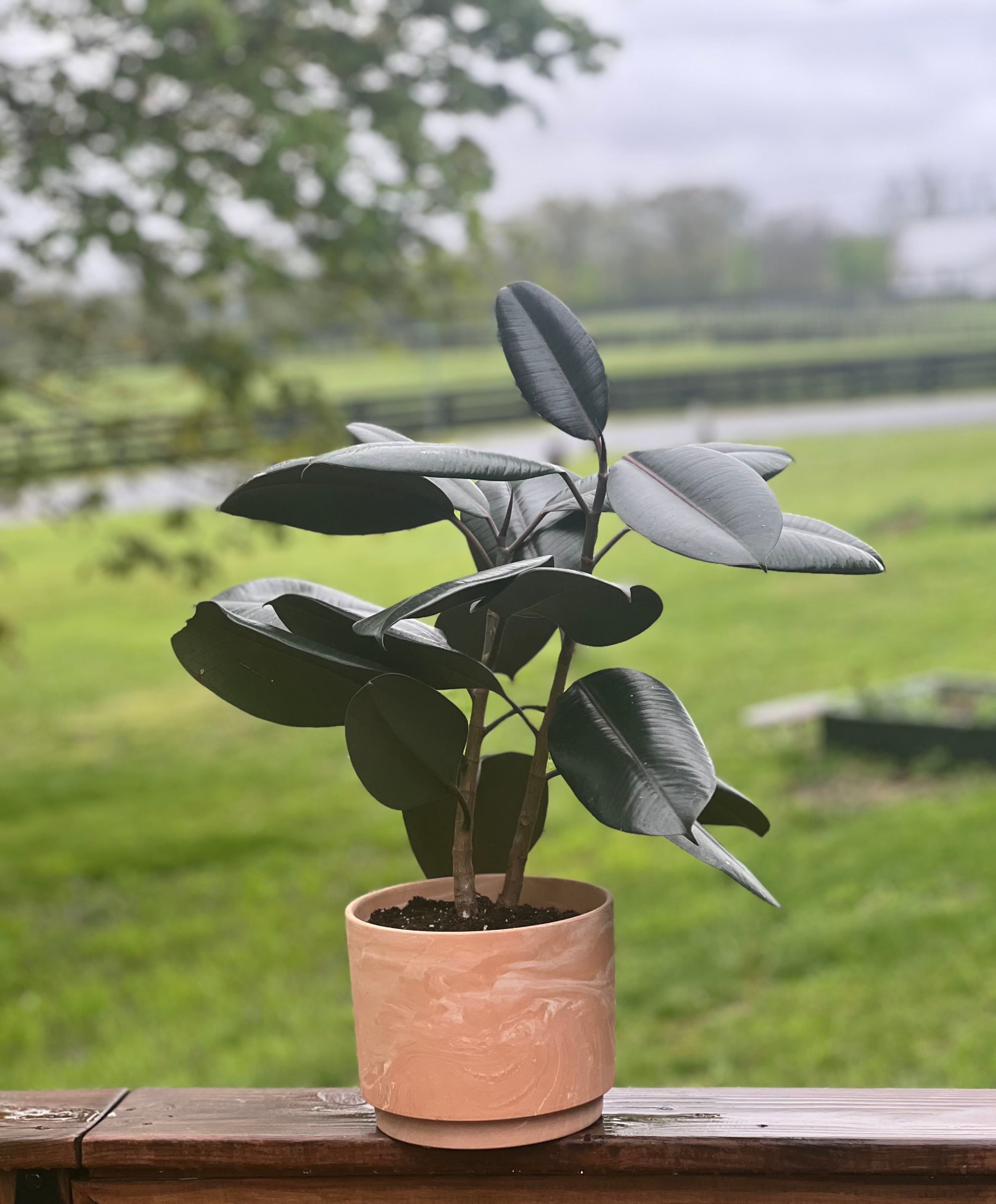 🌳 Burgundy Rubber Tree Hardiness Zones 10a11b
