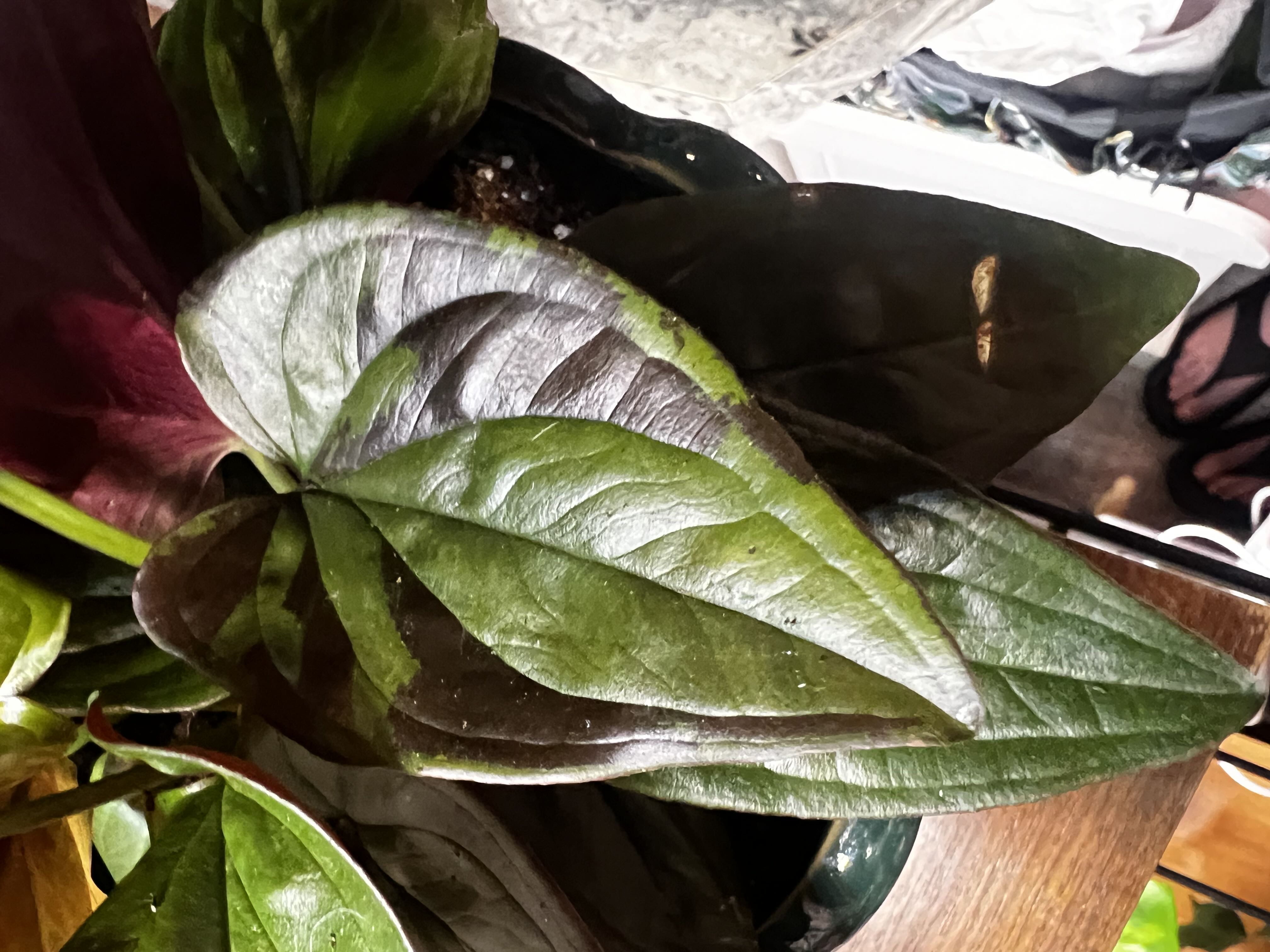 Photo from the post