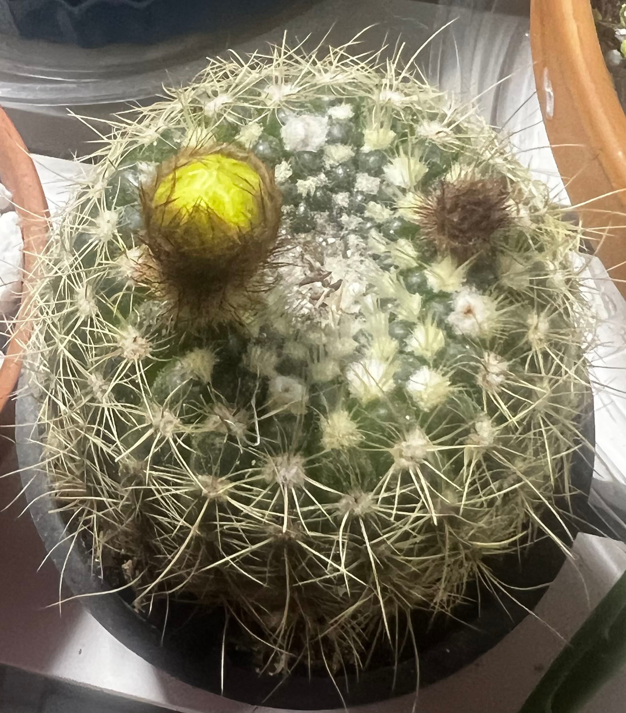 Best Climate for Golden Powder Puff Zones 9a11b ☀️