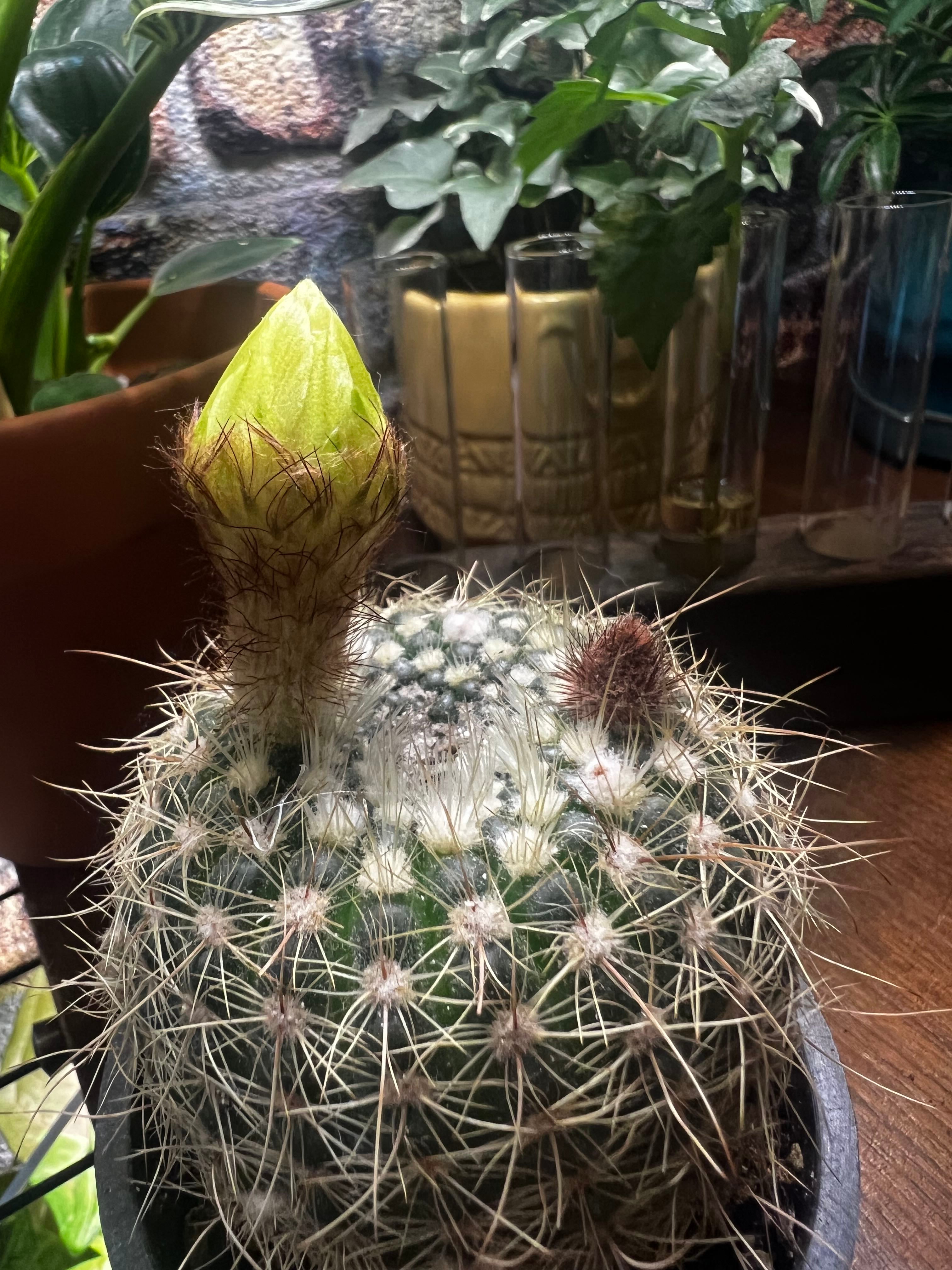 Best Climate for Golden Powder Puff Zones 9a11b ☀️