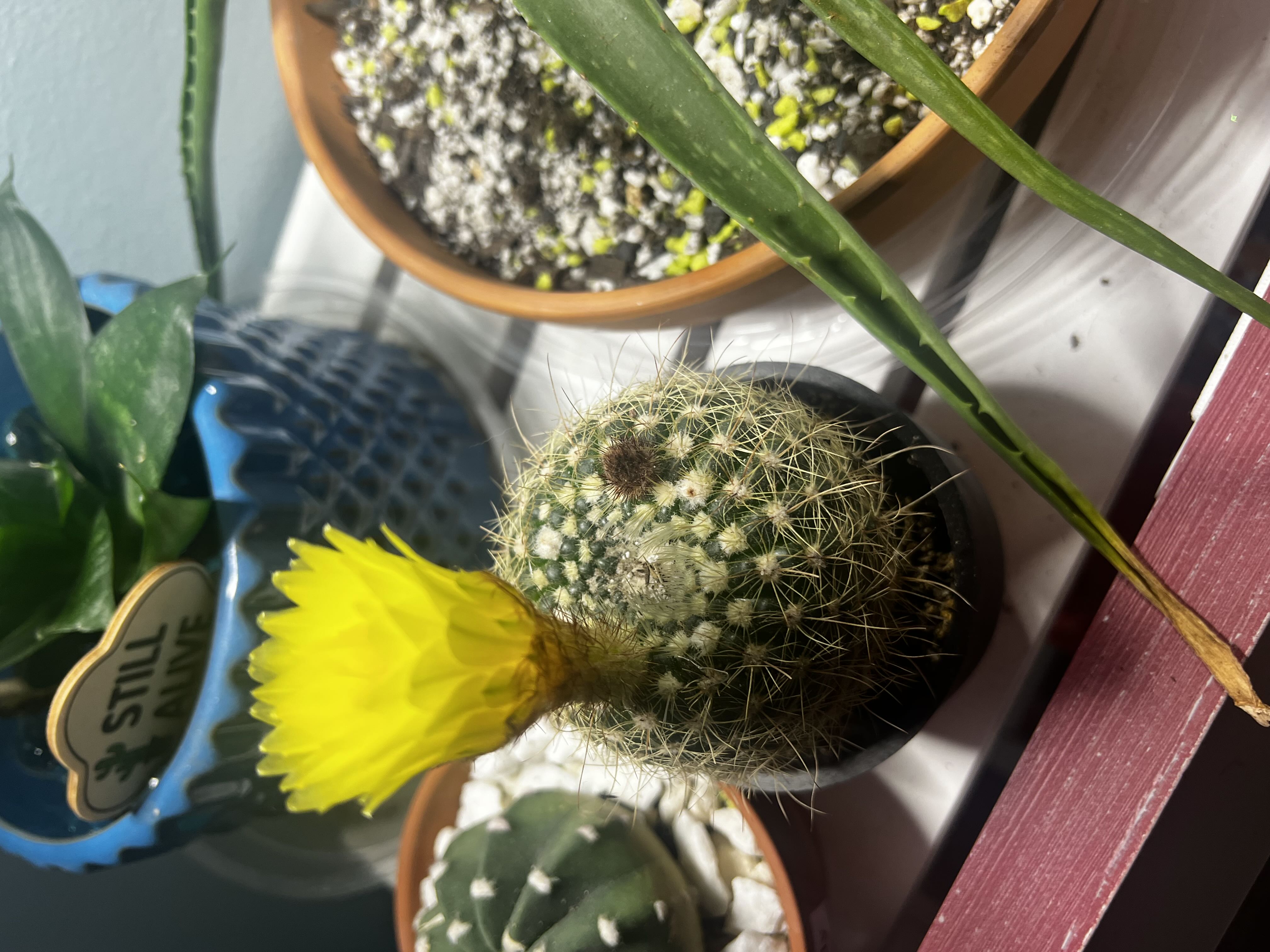 Photo from the post