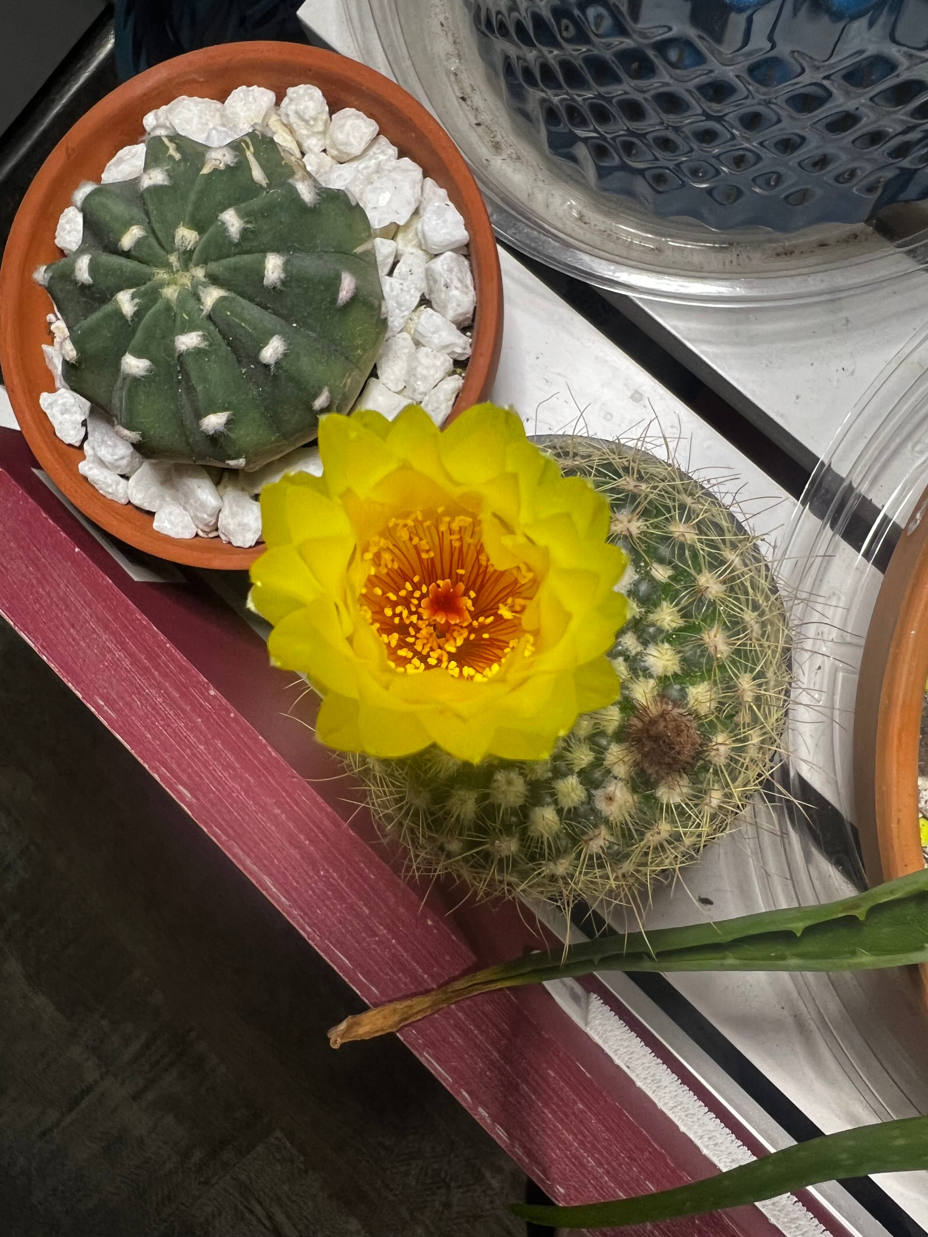 Best Climate for Golden Powder Puff Zones 9a11b ☀️