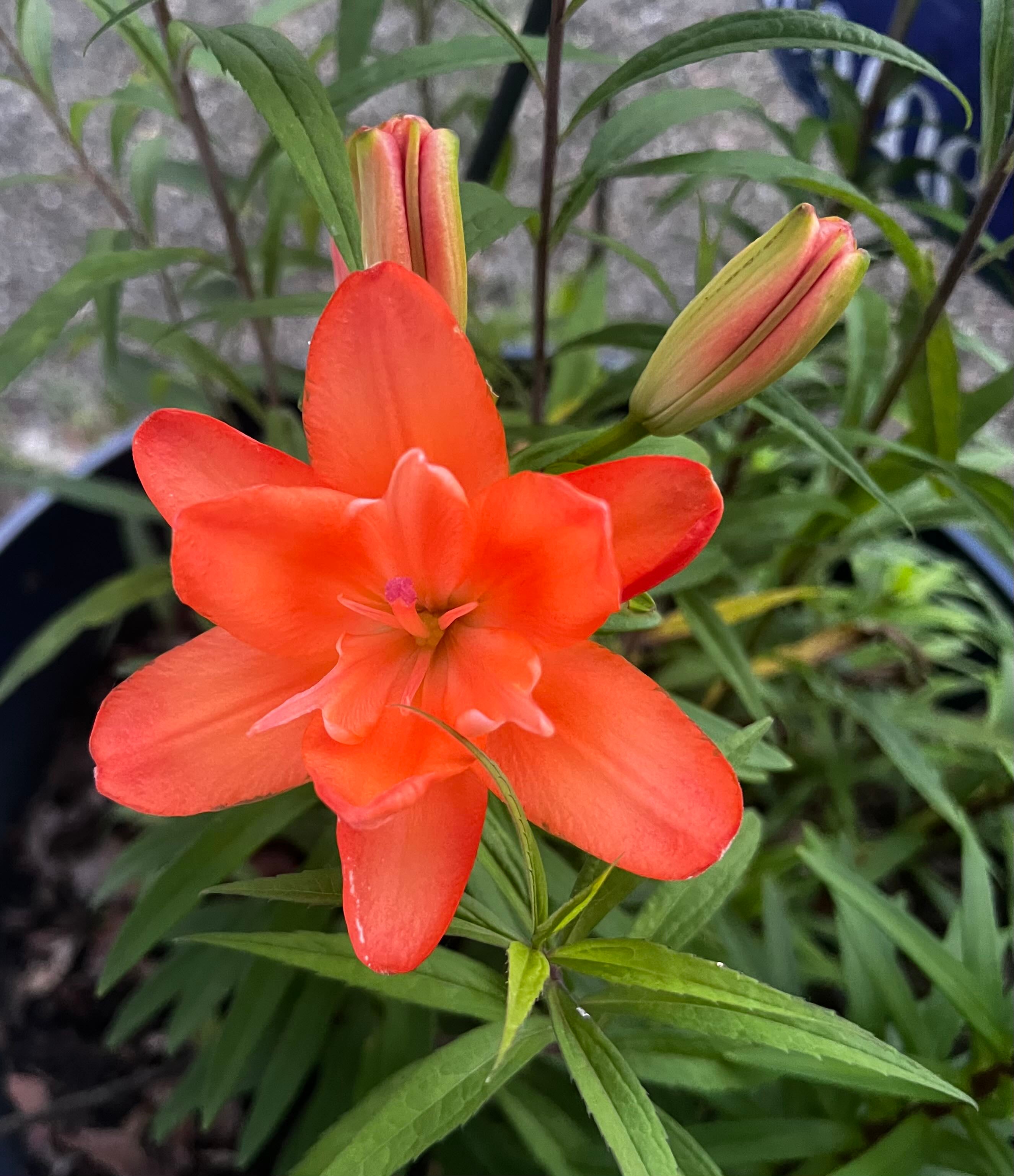 ☀️ Ultimate Guide to Direct Sunlight for Rambling rose