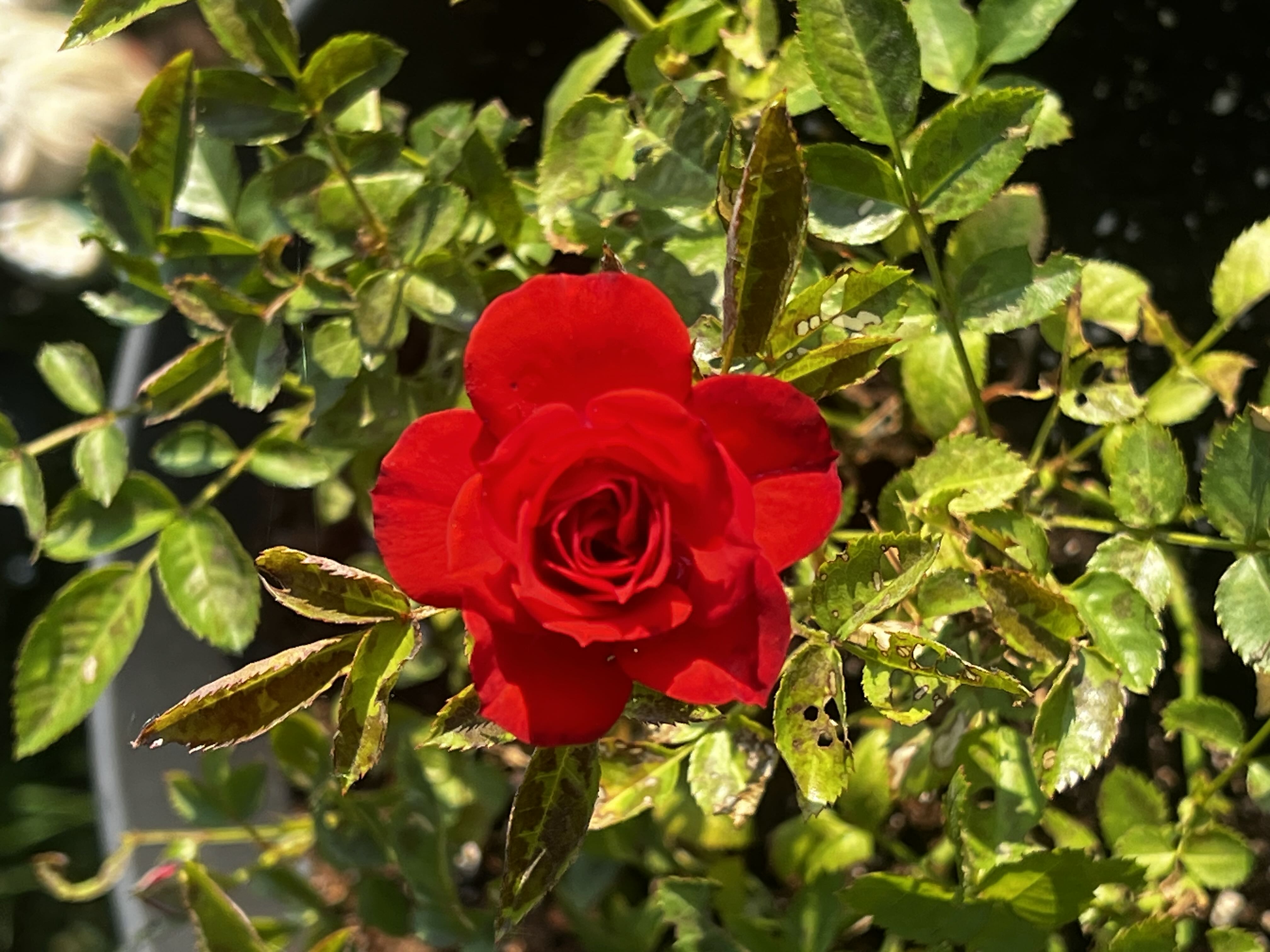 Photo from the post