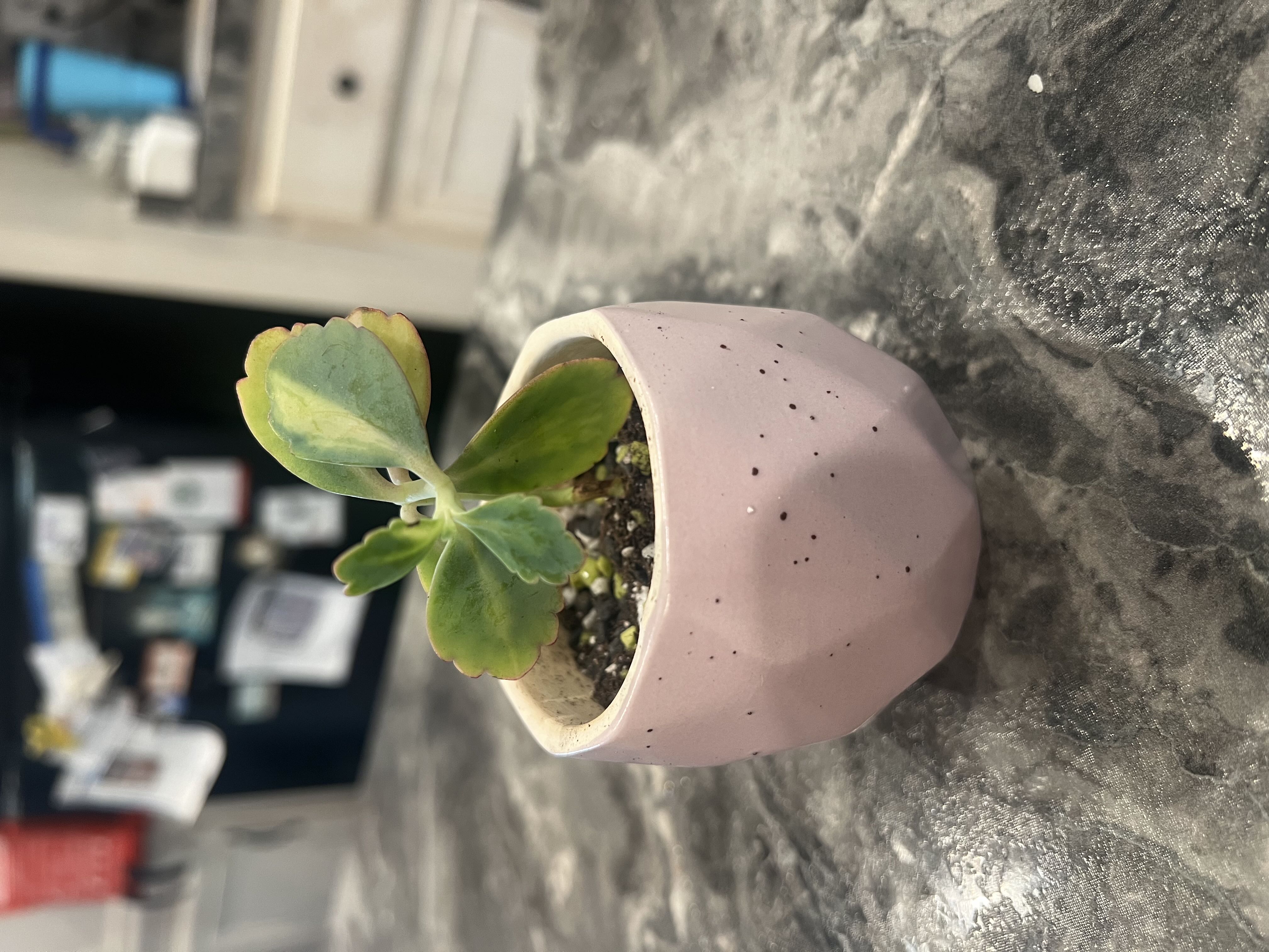 Photo from the post