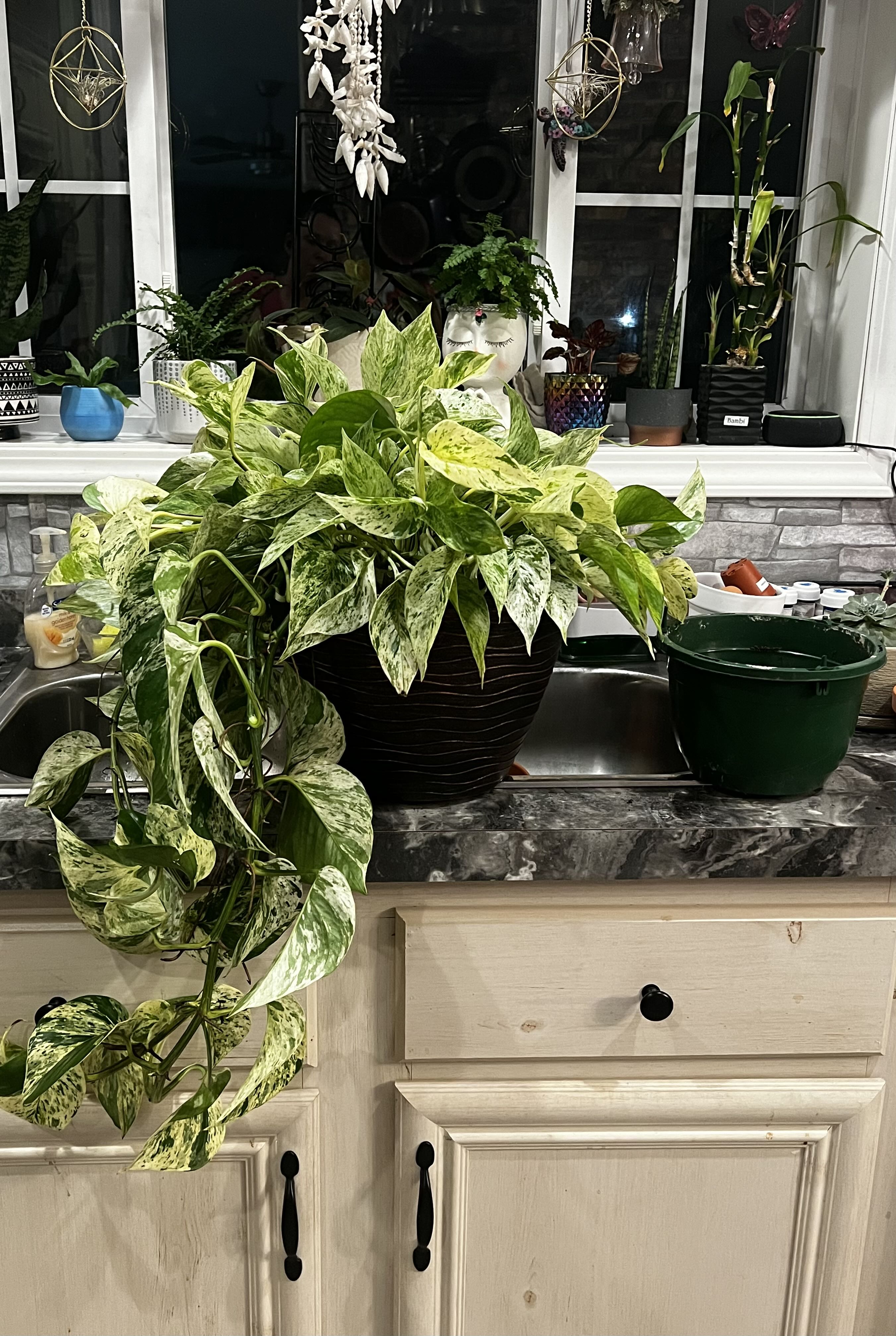 🌞 Year-Round Light Requirements For Your Marble Queen Pothos