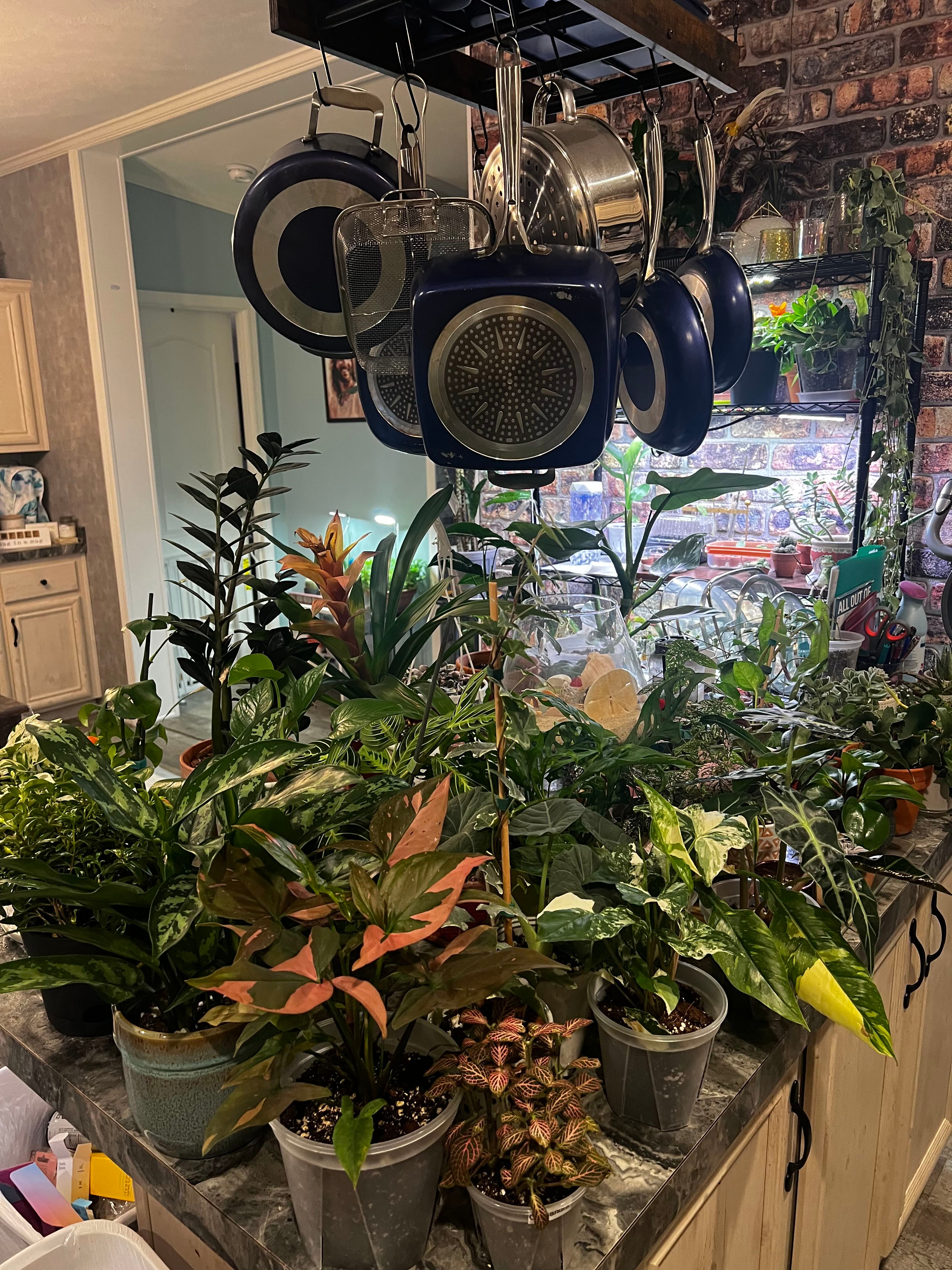 💎 Where Can Jewelweed Grow? Zones 7a10b