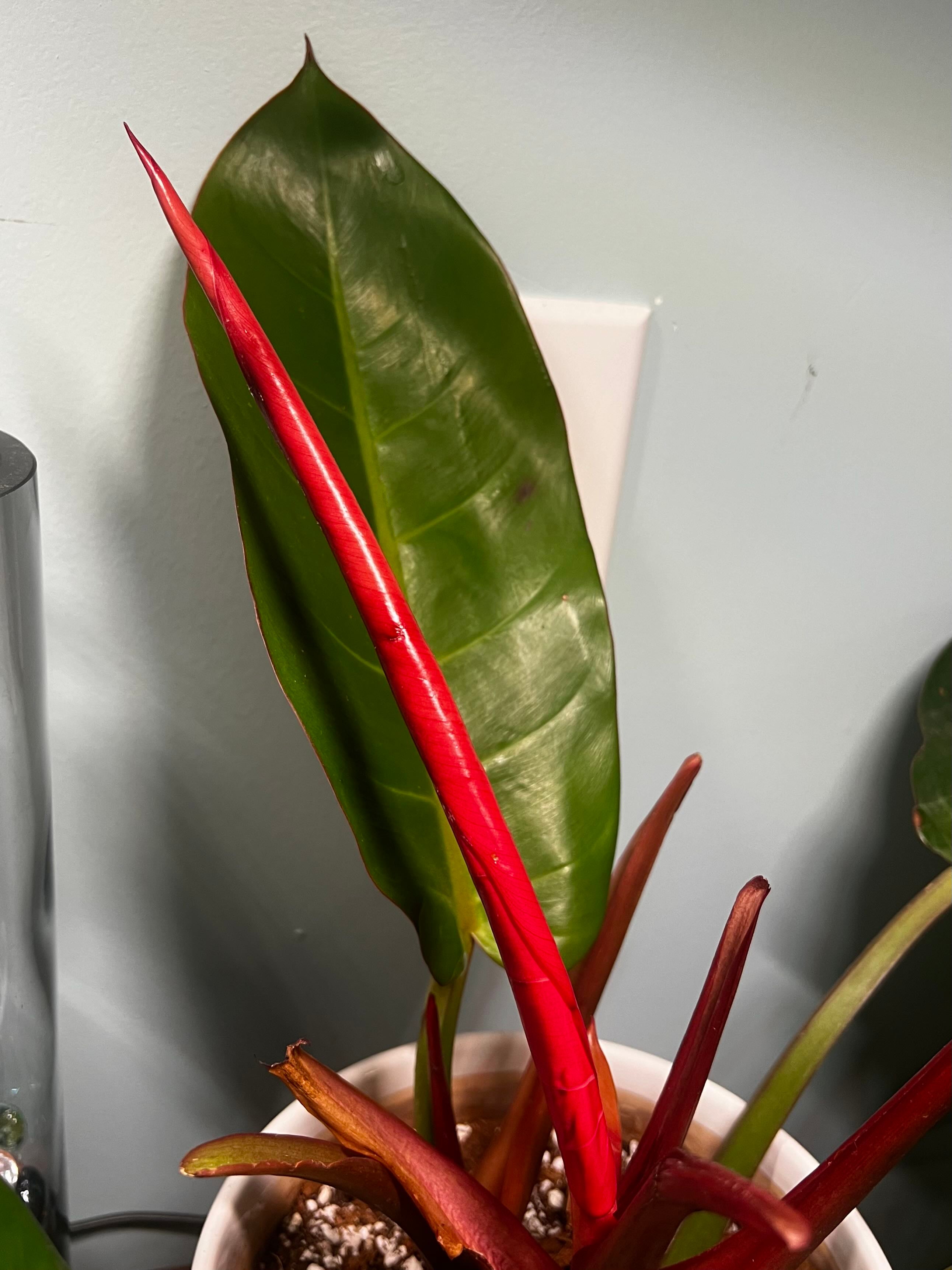 🗡️ How to Fix Brown Spots on Your Philodendron Silver Sword
