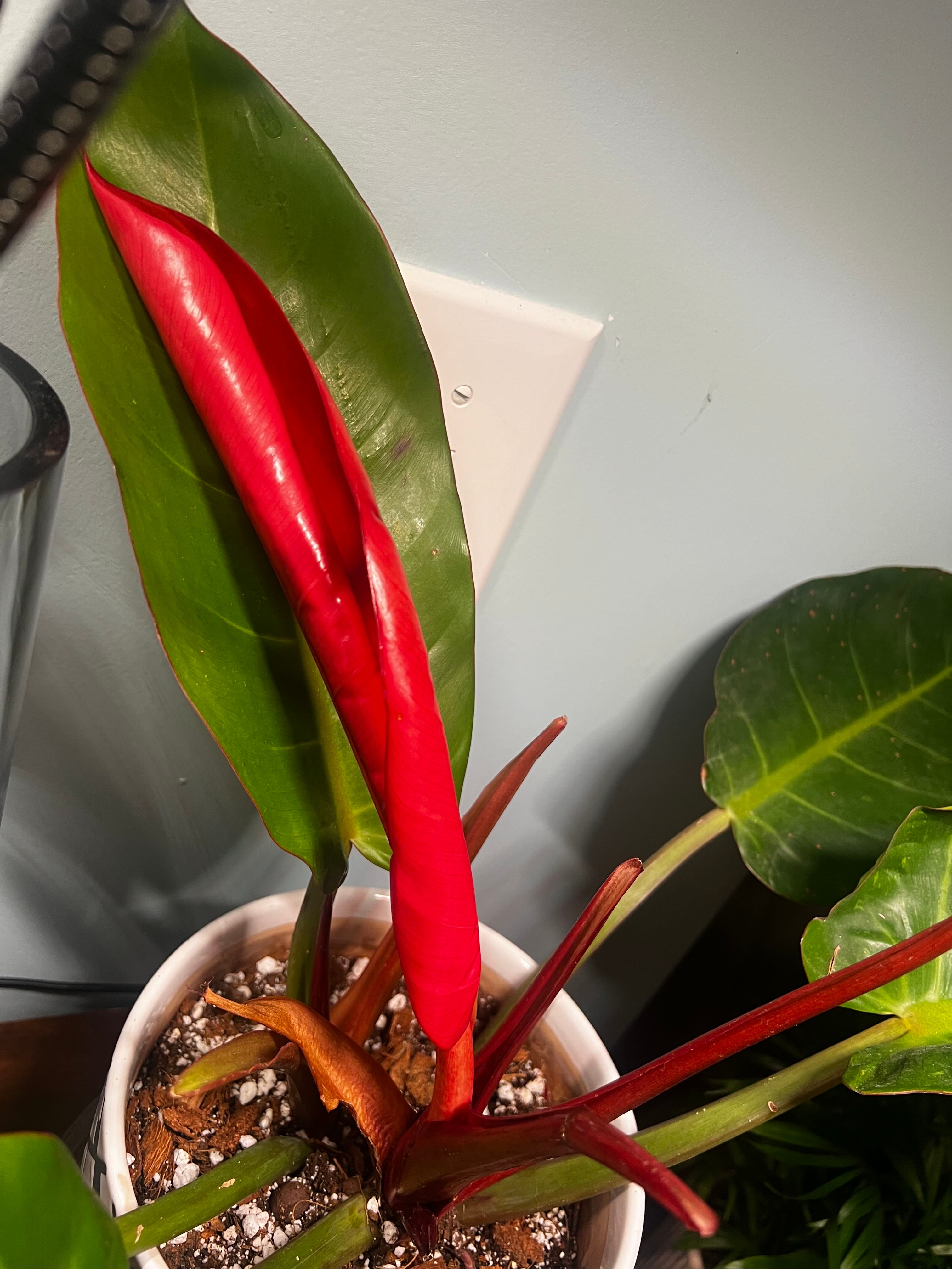 4 Top Pot Choices for Your Philodendron 'Jungle Fever' 🦜