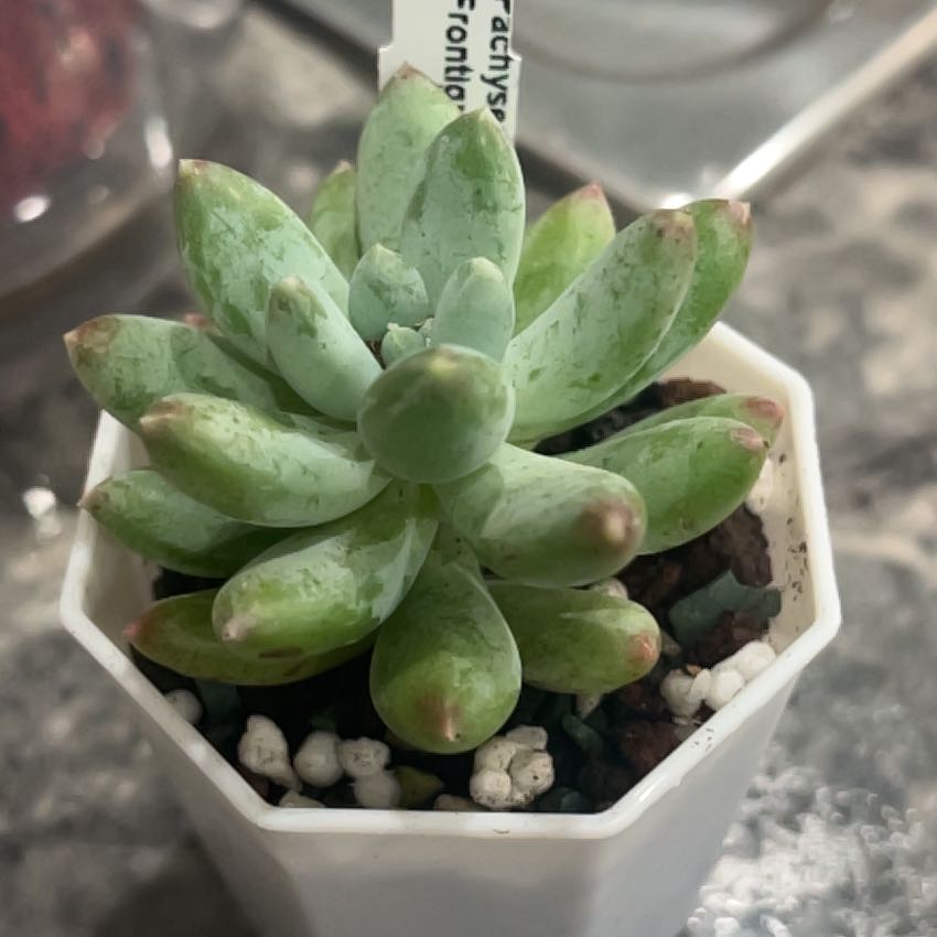 Photo of the plant species Pachysedum Frontigan by @BabeVila named Brandy on Greg, the plant care app