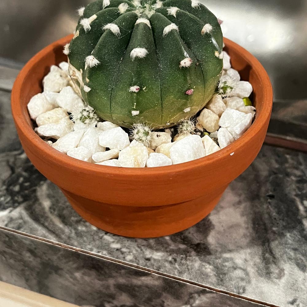 Astrophytum Myriostigma | A plant by @rbatten on Greg Astrophytum Myriostigma | A plant by @rbatten on Greg
