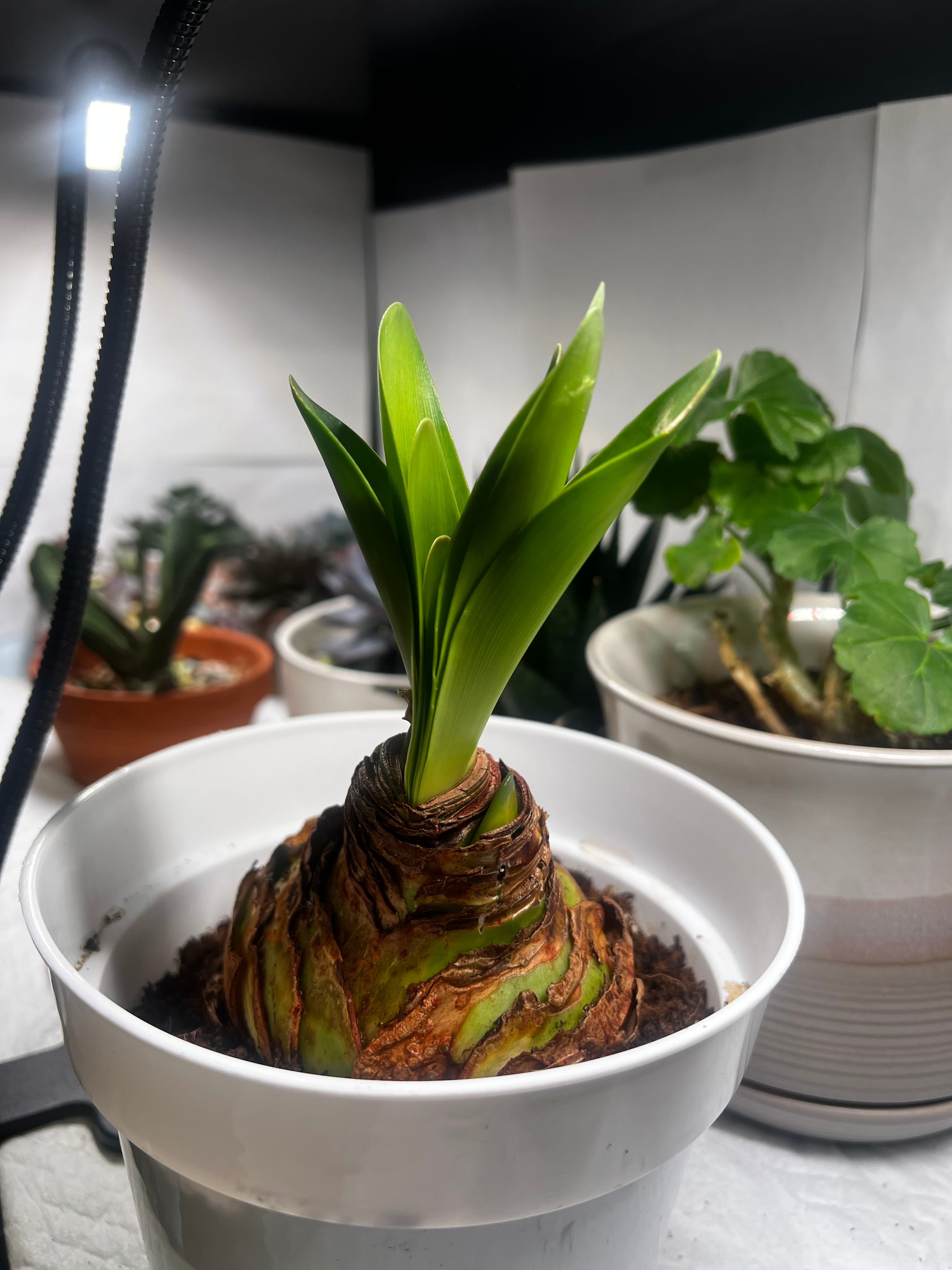 Ultimate Amaryllis Care Guide: Everything You Need To Grow These Holiday Favorites visual data 5