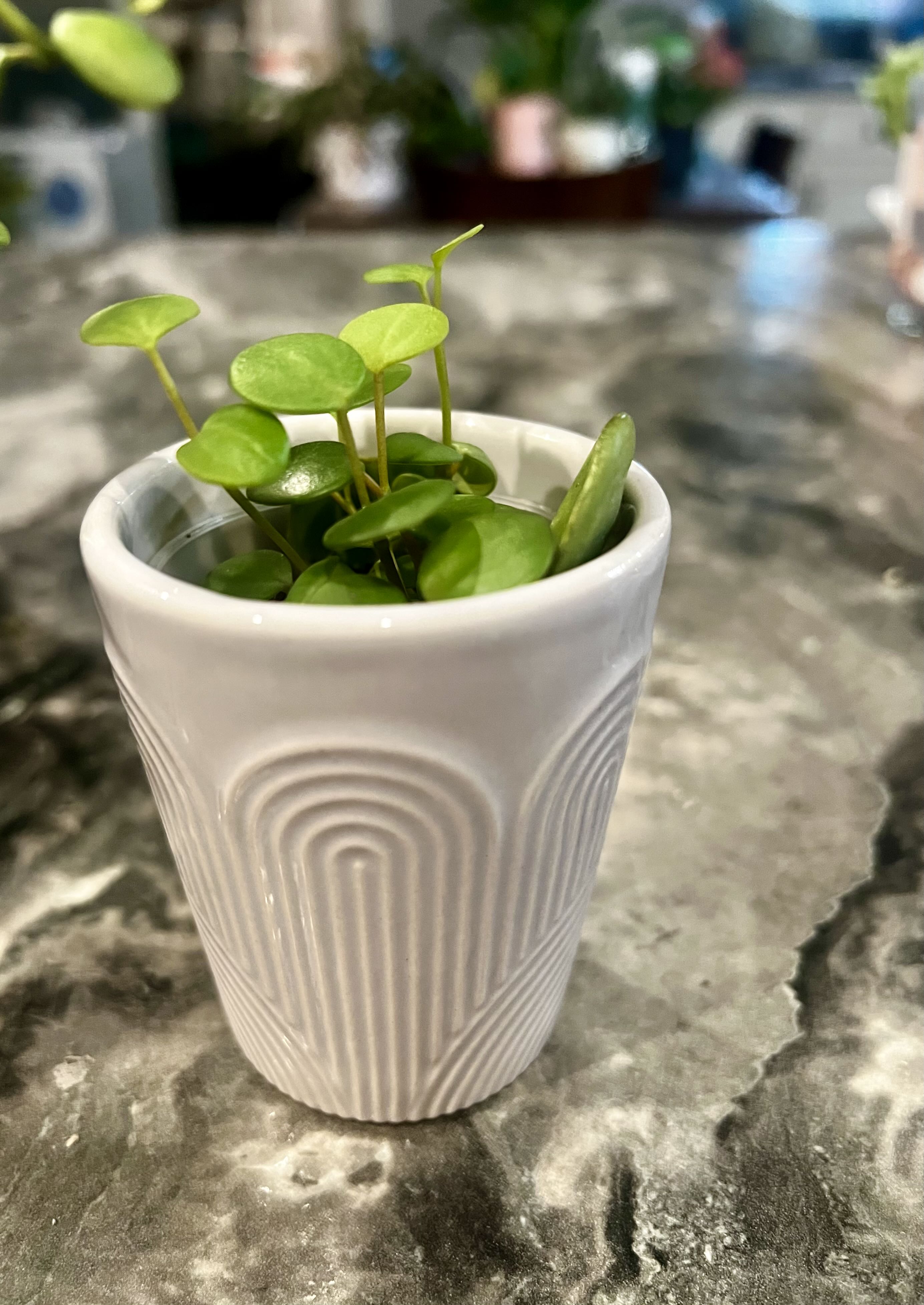 Photo from the post