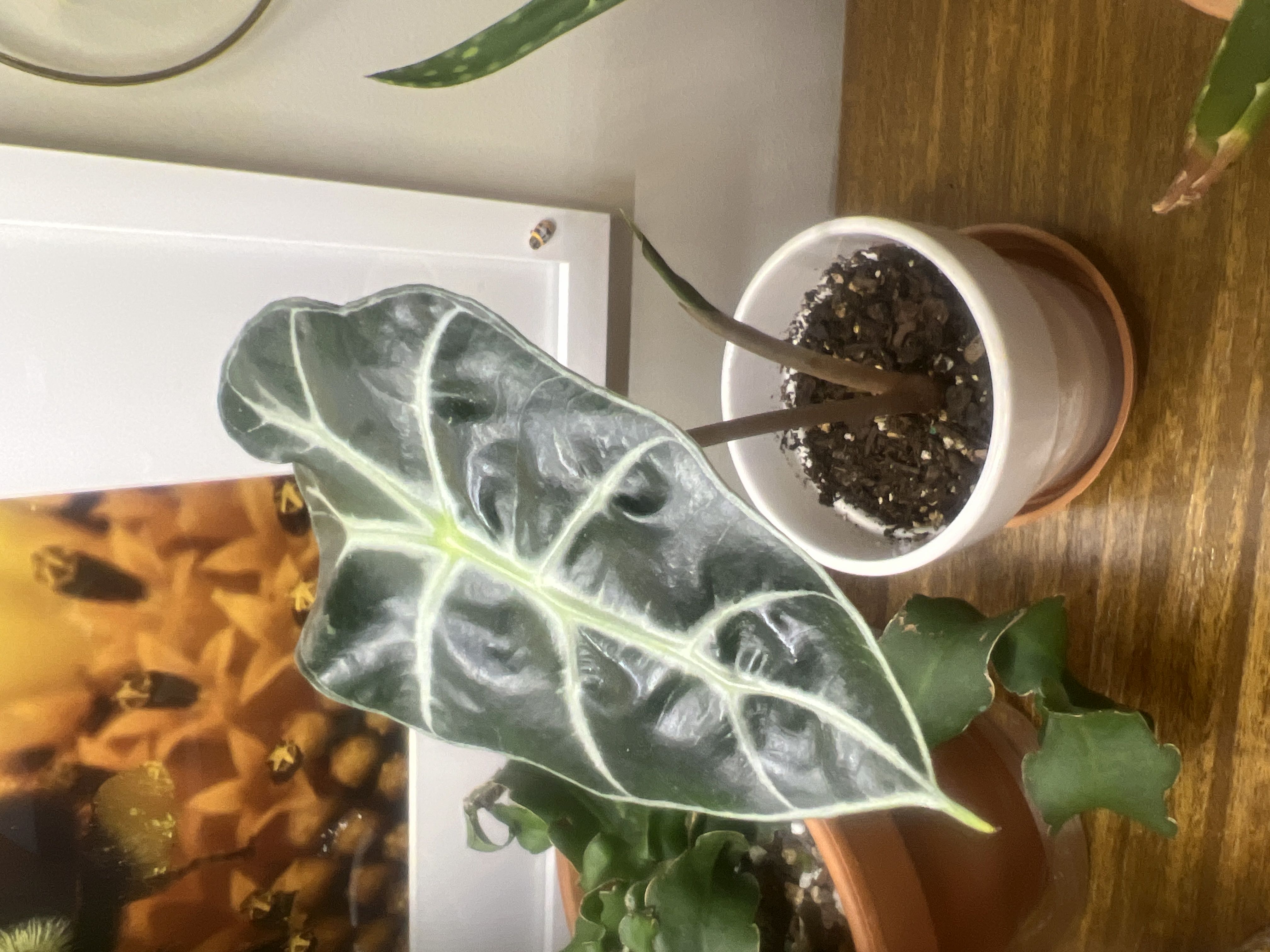 Photo from the post