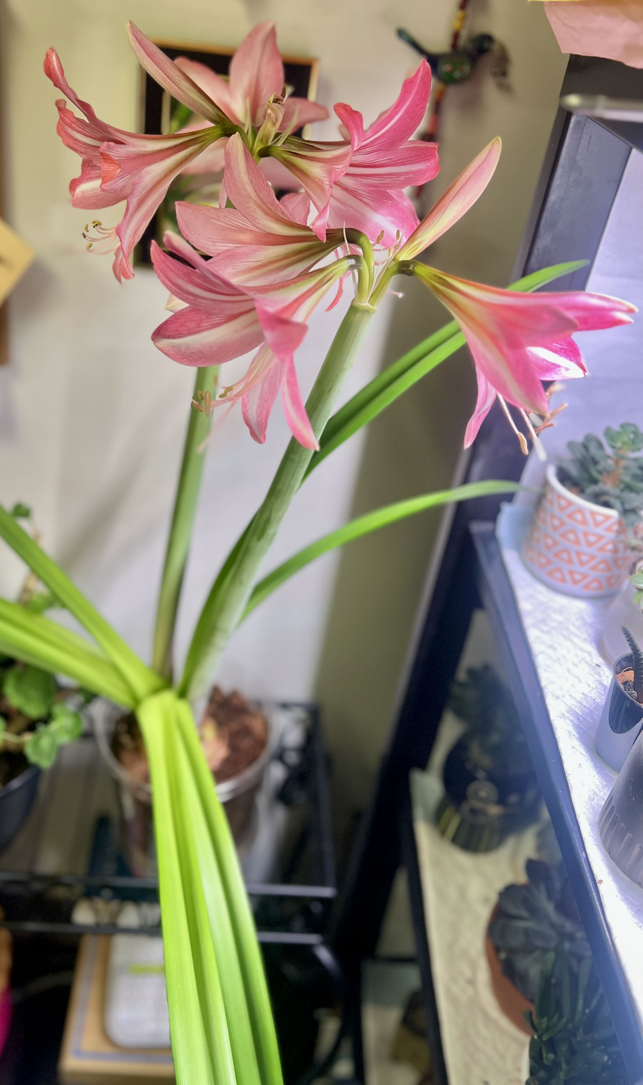 Photo from the post