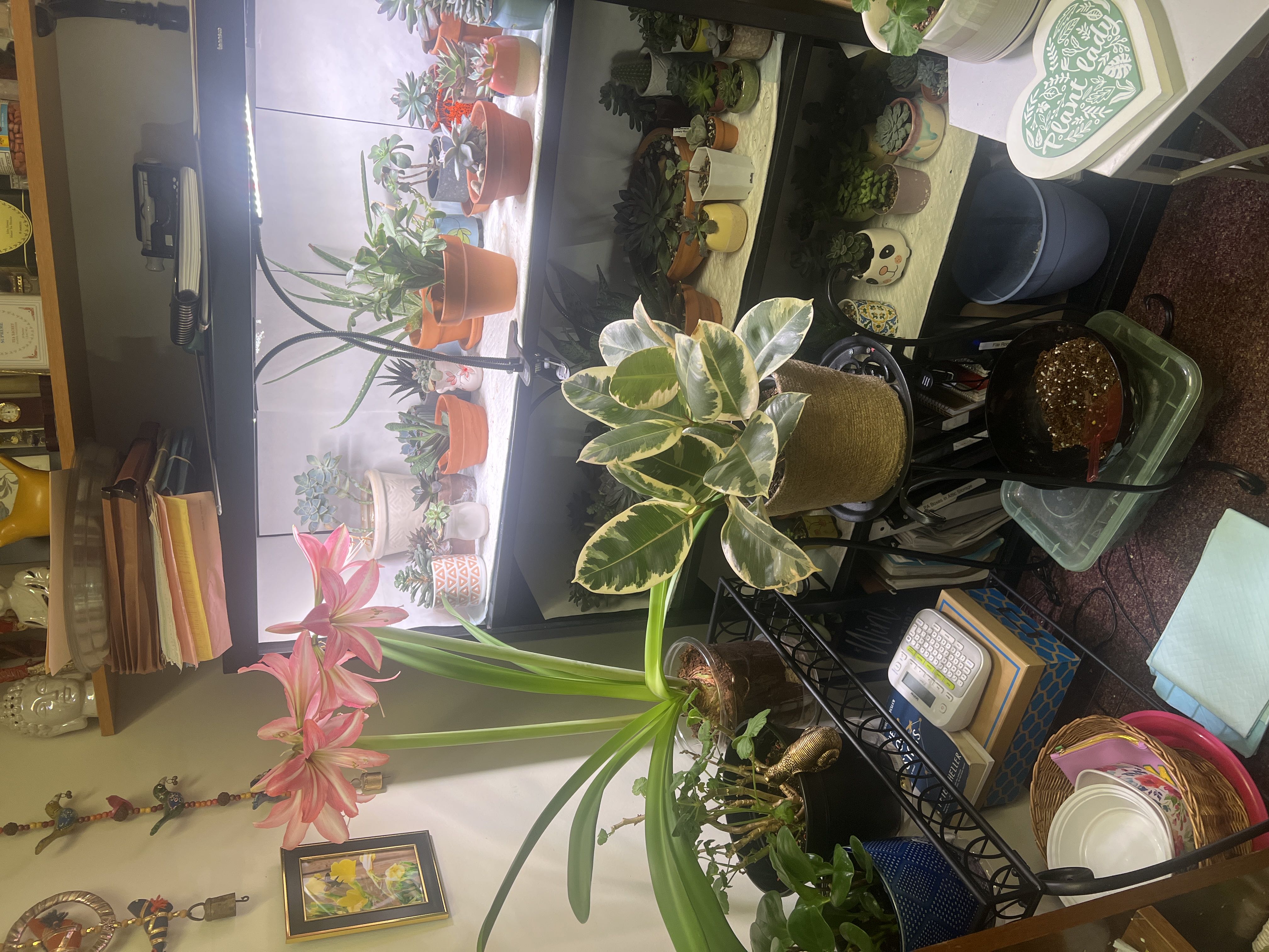 Photo from the post