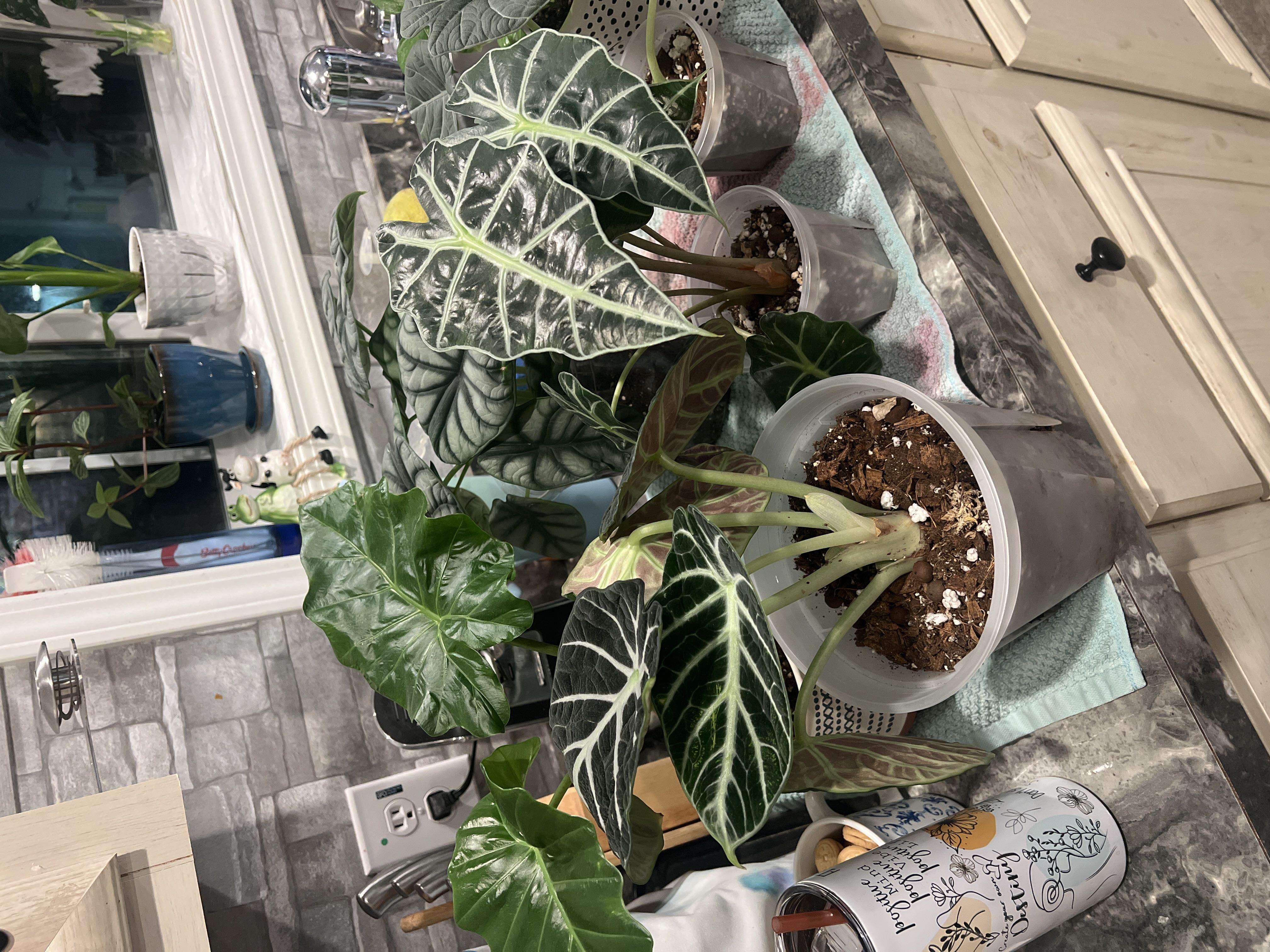 Photo from the post
