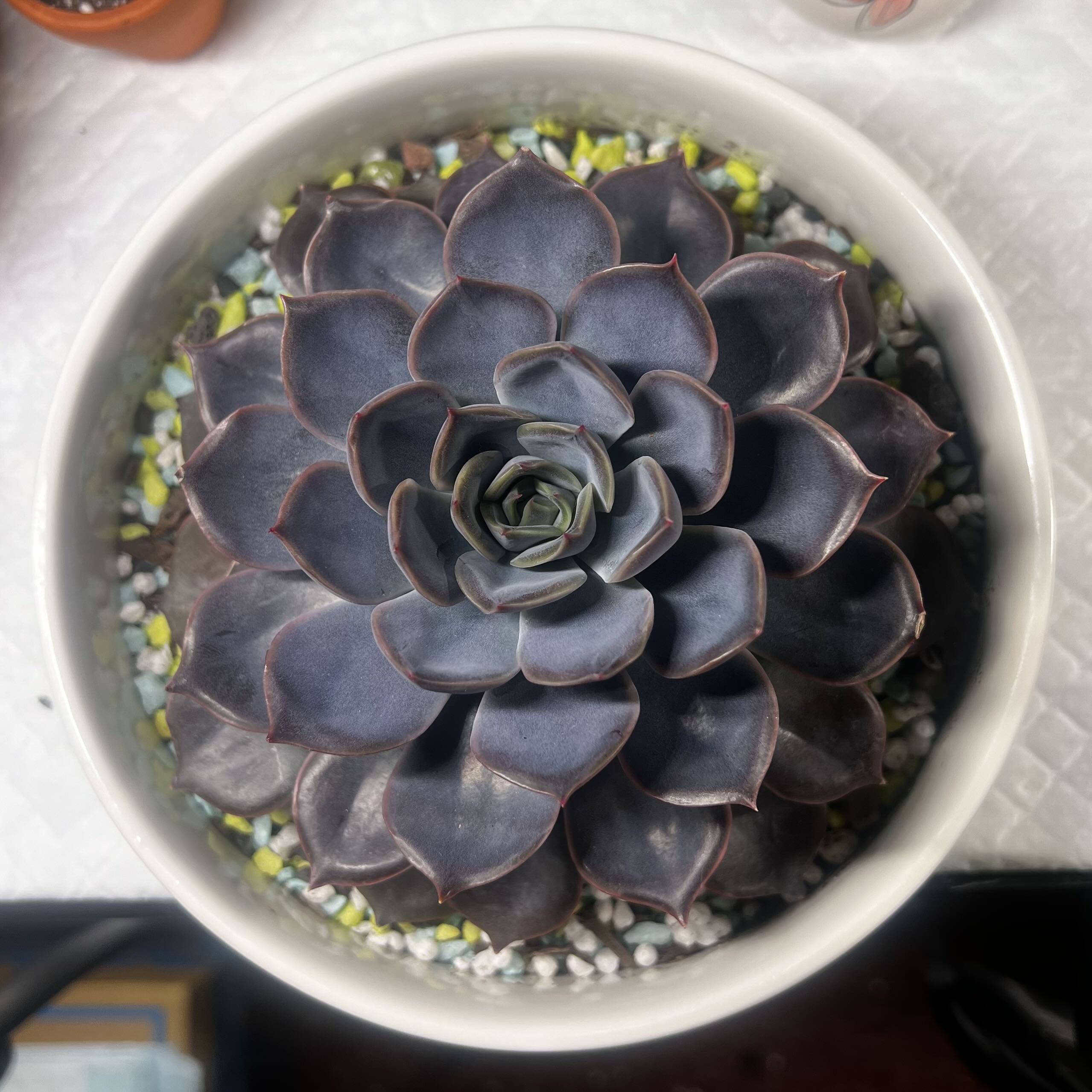 Photo from the post