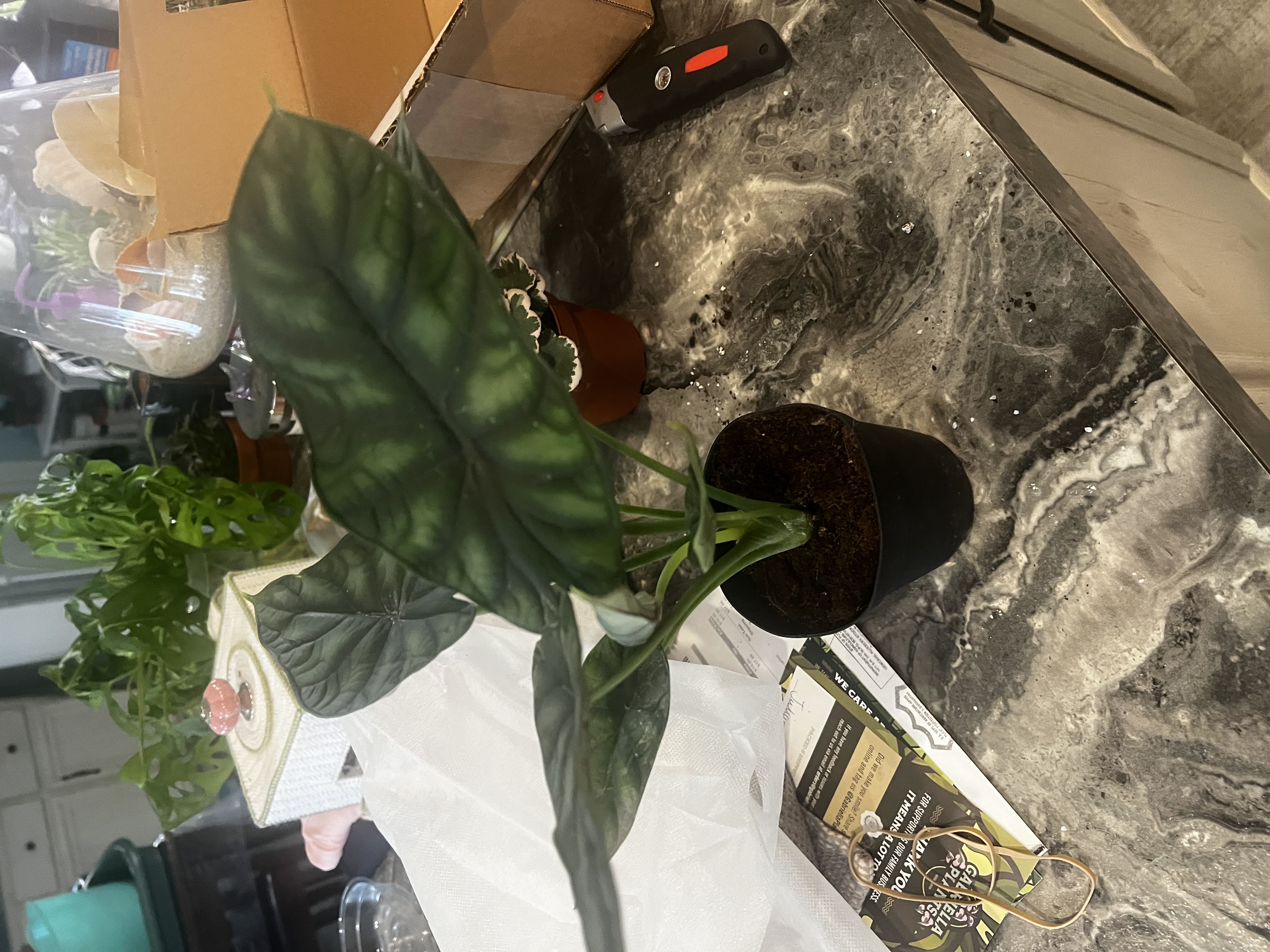 Photo from the post