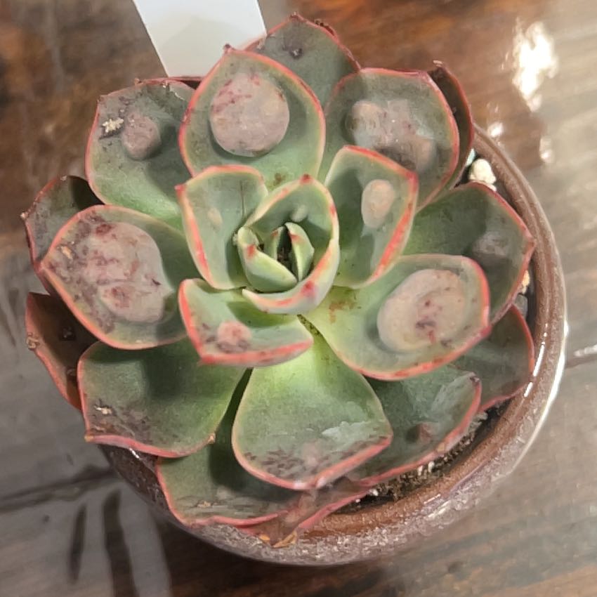Photo of the plant species Echeveria Raindrops by @BabeVila named Roxy on Greg, the plant care app
