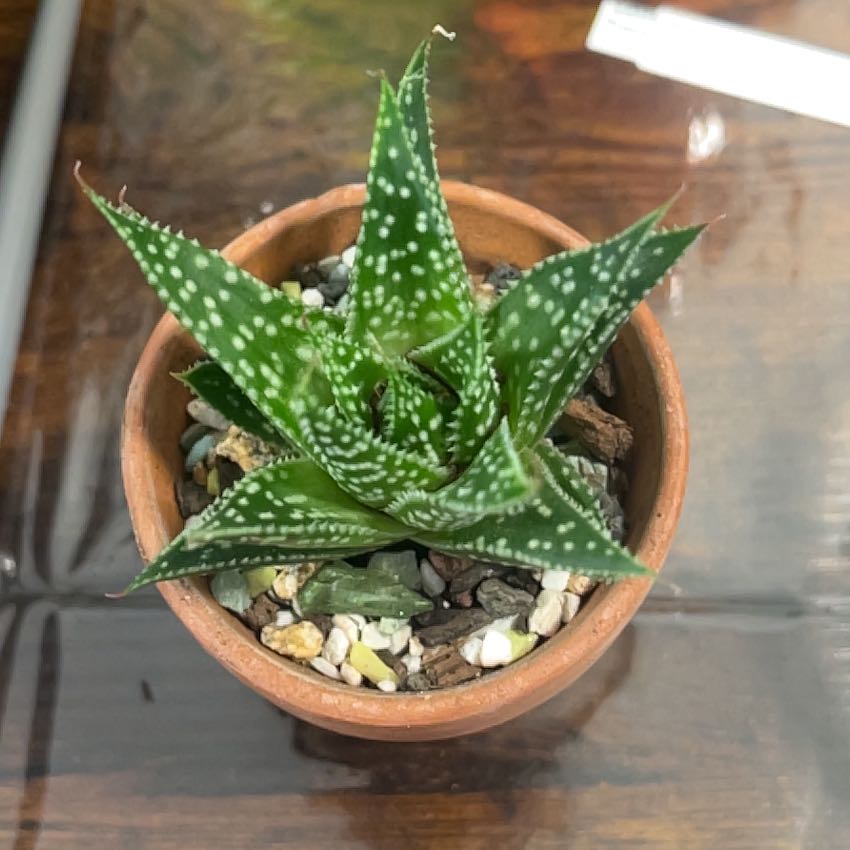 Photo of the plant species Gasteraloe 'Zimflora' by @BabeVila named Cooper on Greg, the plant care app