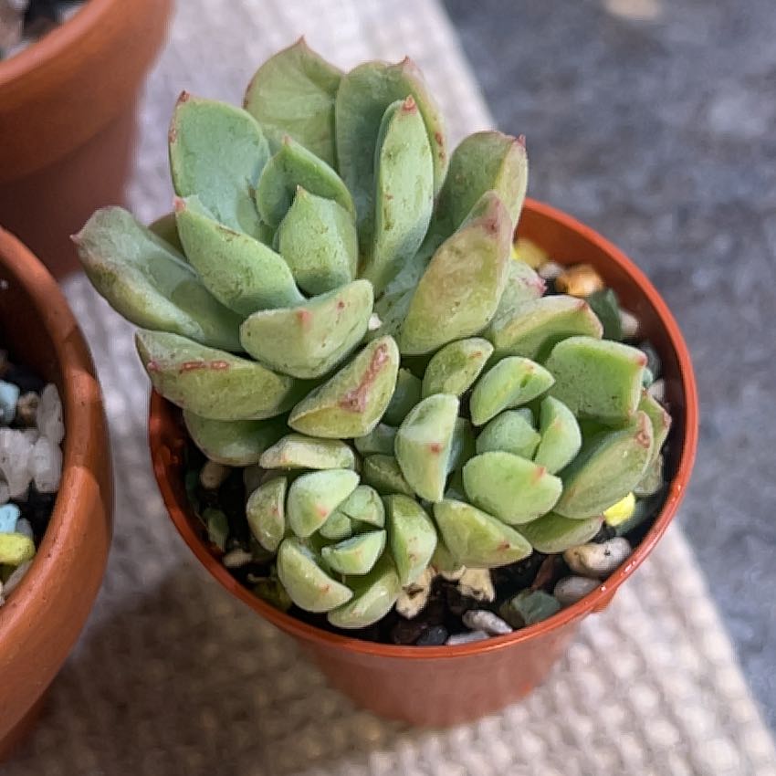Photo of the plant species Echeveria Green Goddess by @BabeVila named Demeter on Greg, the plant care app