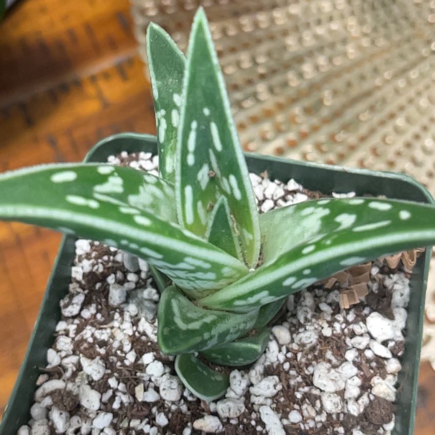 Photo of the plant species Gonialoe borealis by @BabeVila named Hugo on Greg, the plant care app