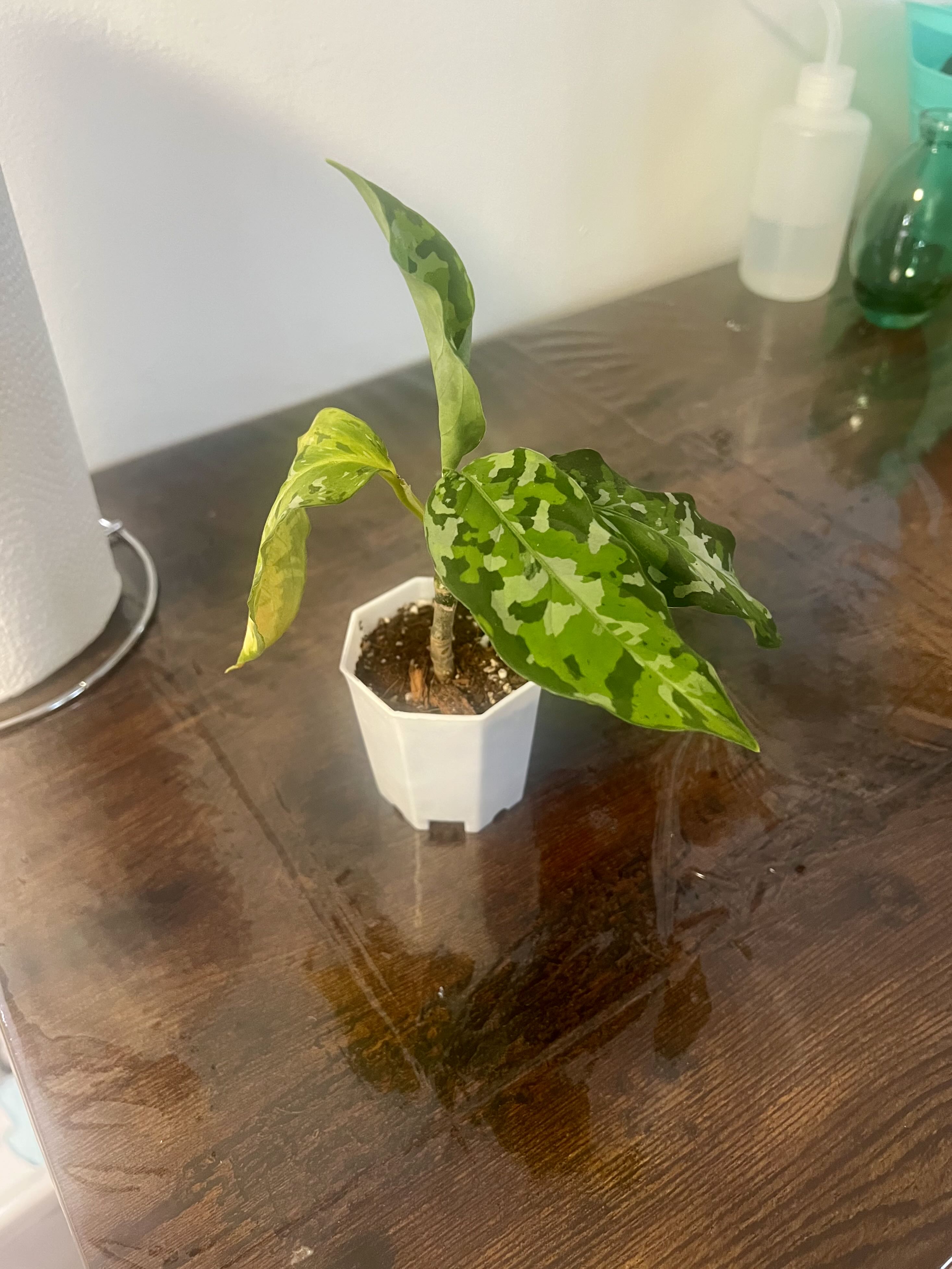 Photo from the post