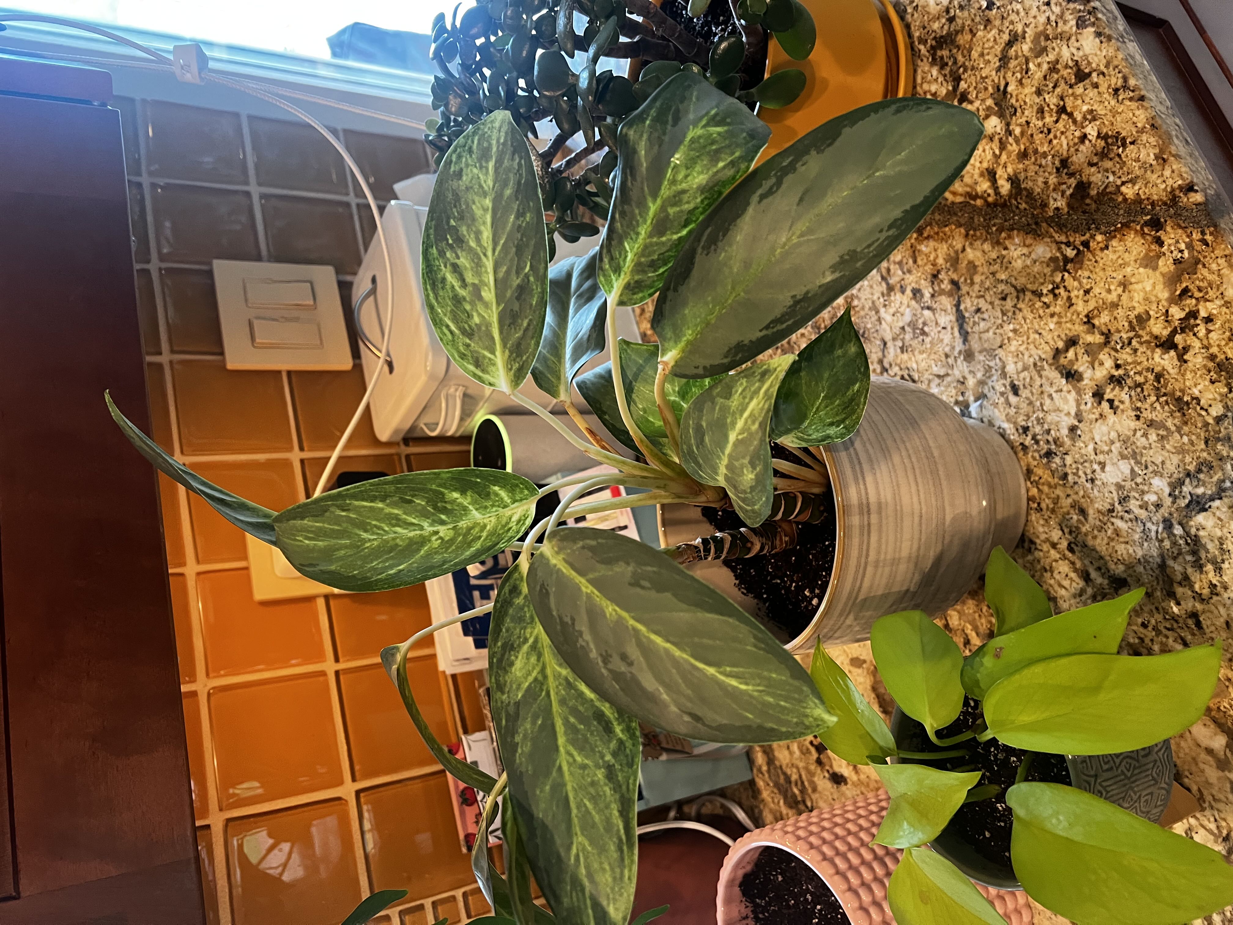 Photo from the post