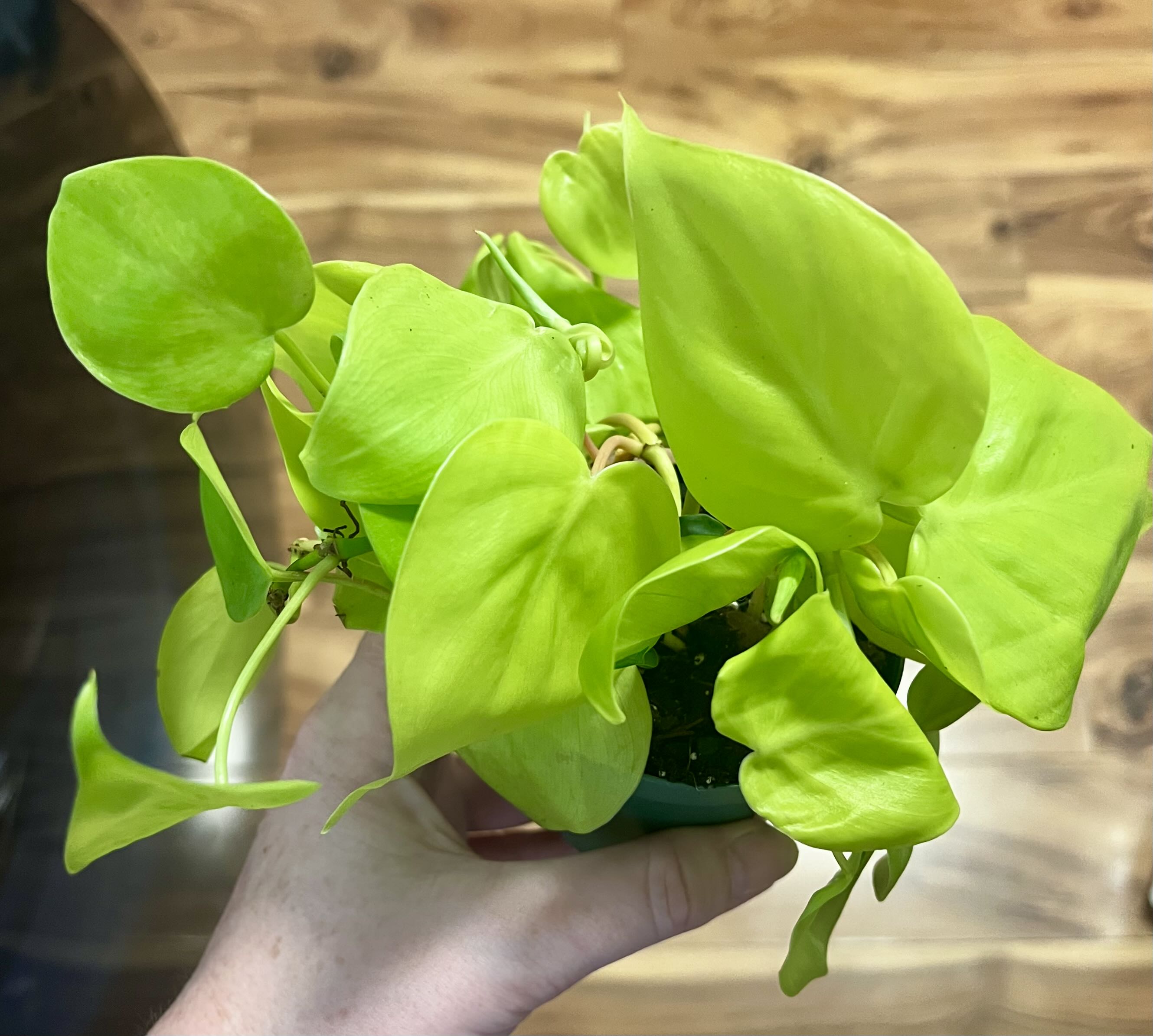 Photo from the post