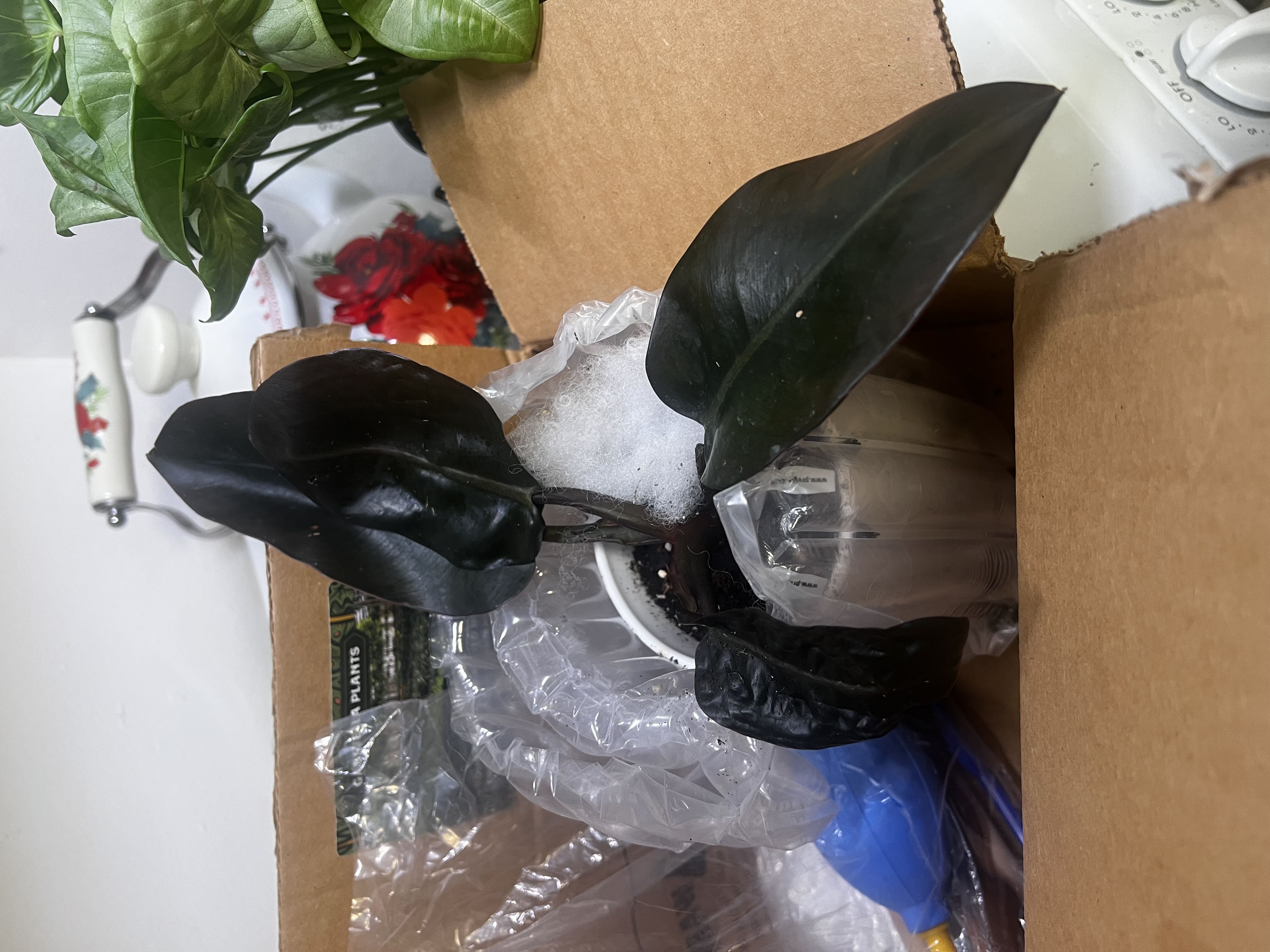 Photo from the post
