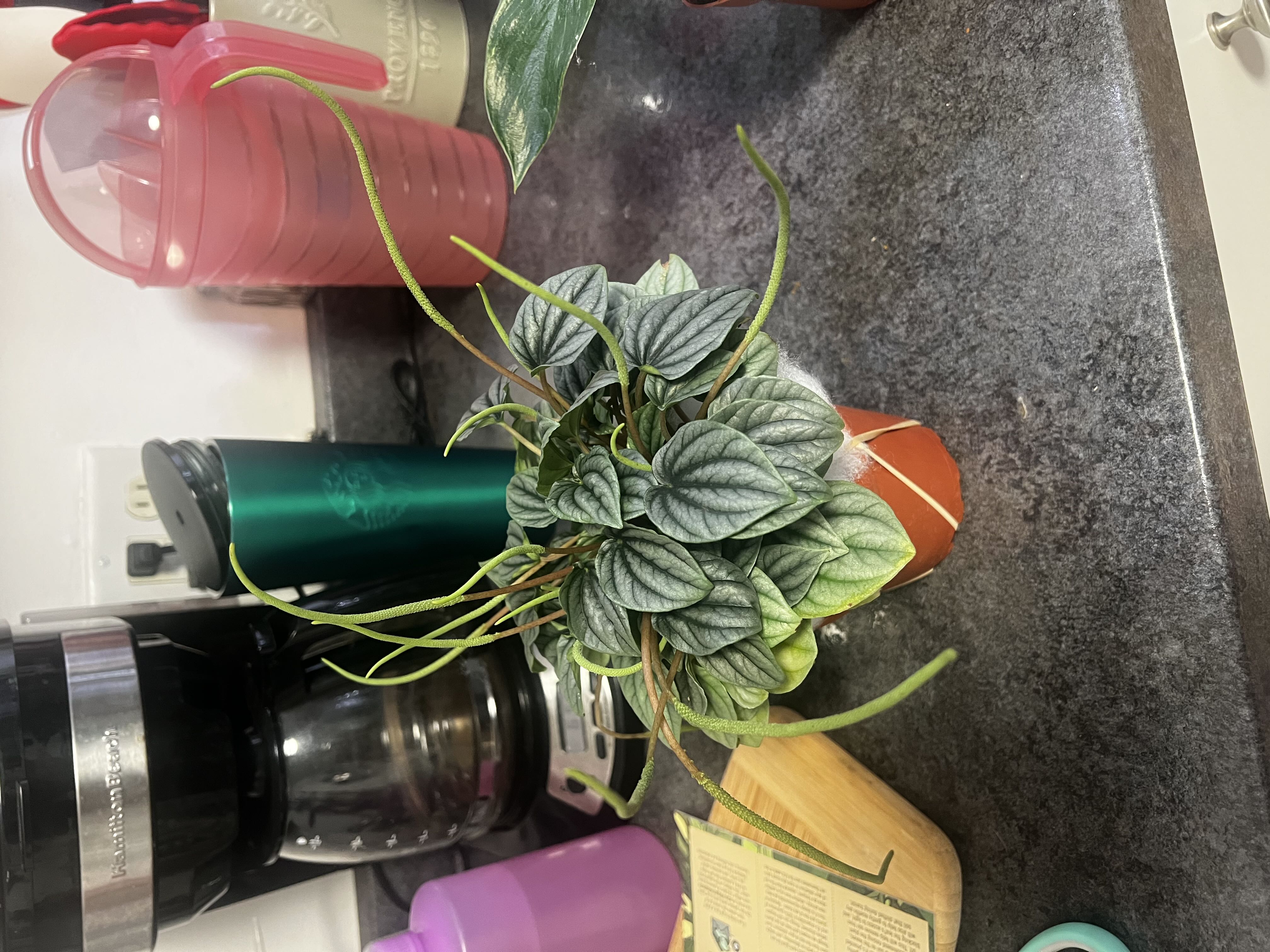 Photo from the post