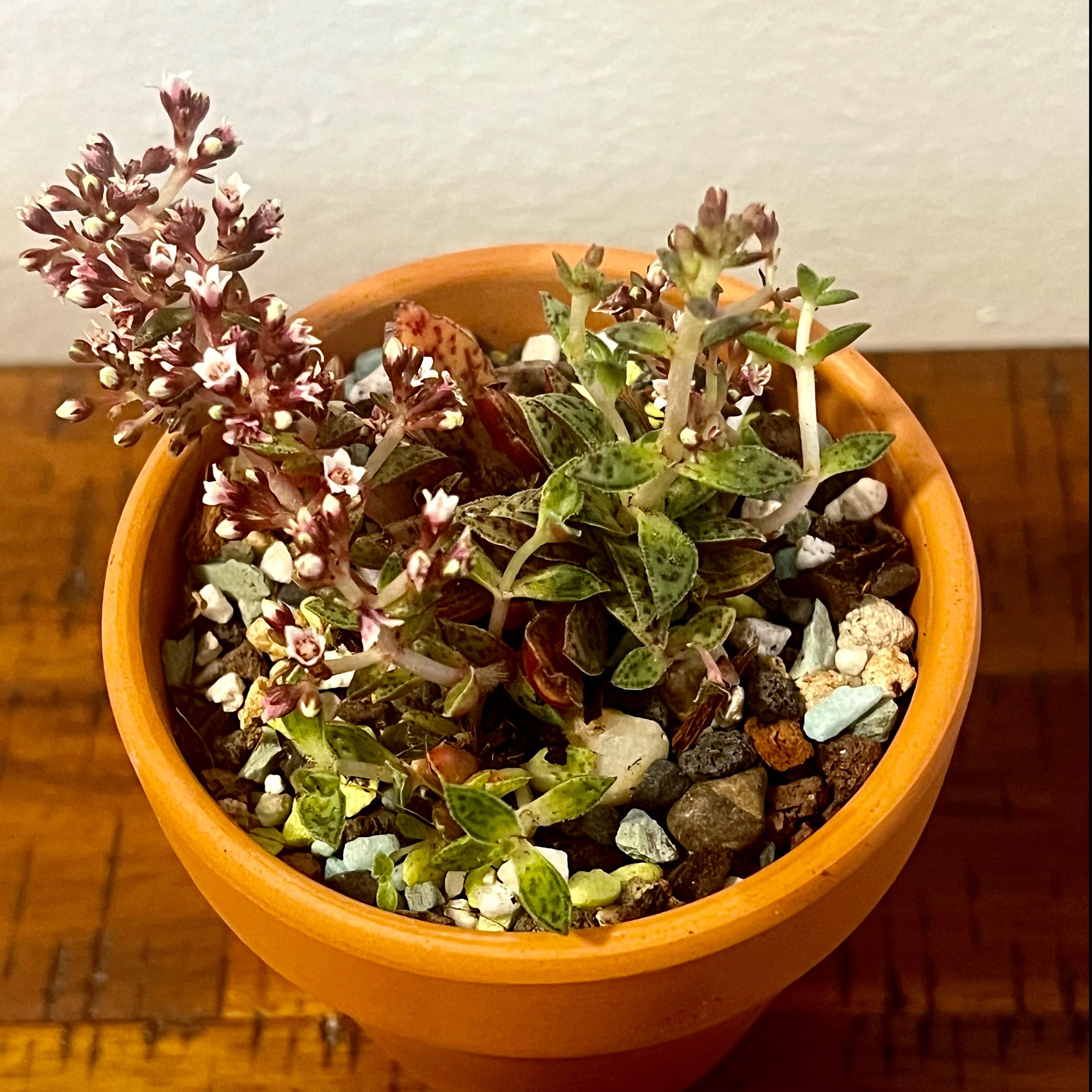 Photo of the plant species Tiger Jade by @BabeVila named Misty on Greg, the plant care app