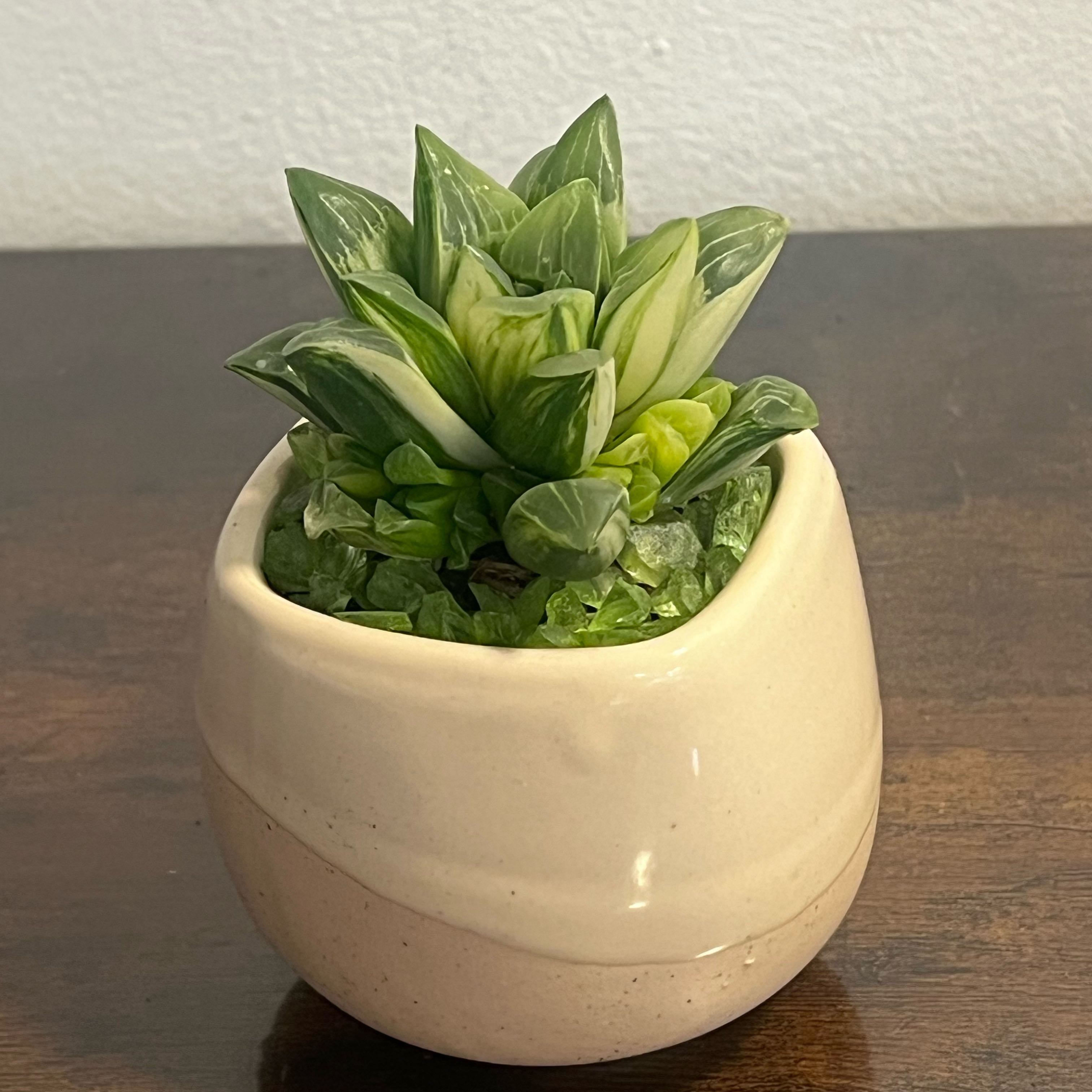Photo of the plant species Haworthia mutica f. Variegata by @BabeVila named Alya on Greg, the plant care app