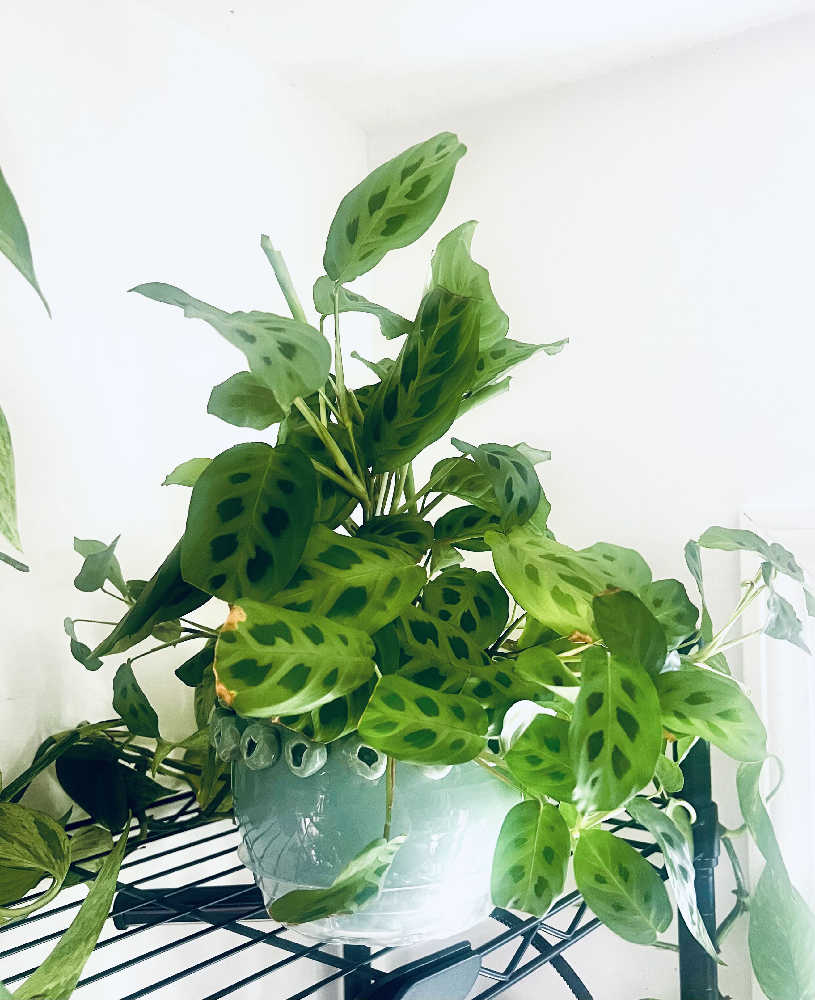Photo from the post