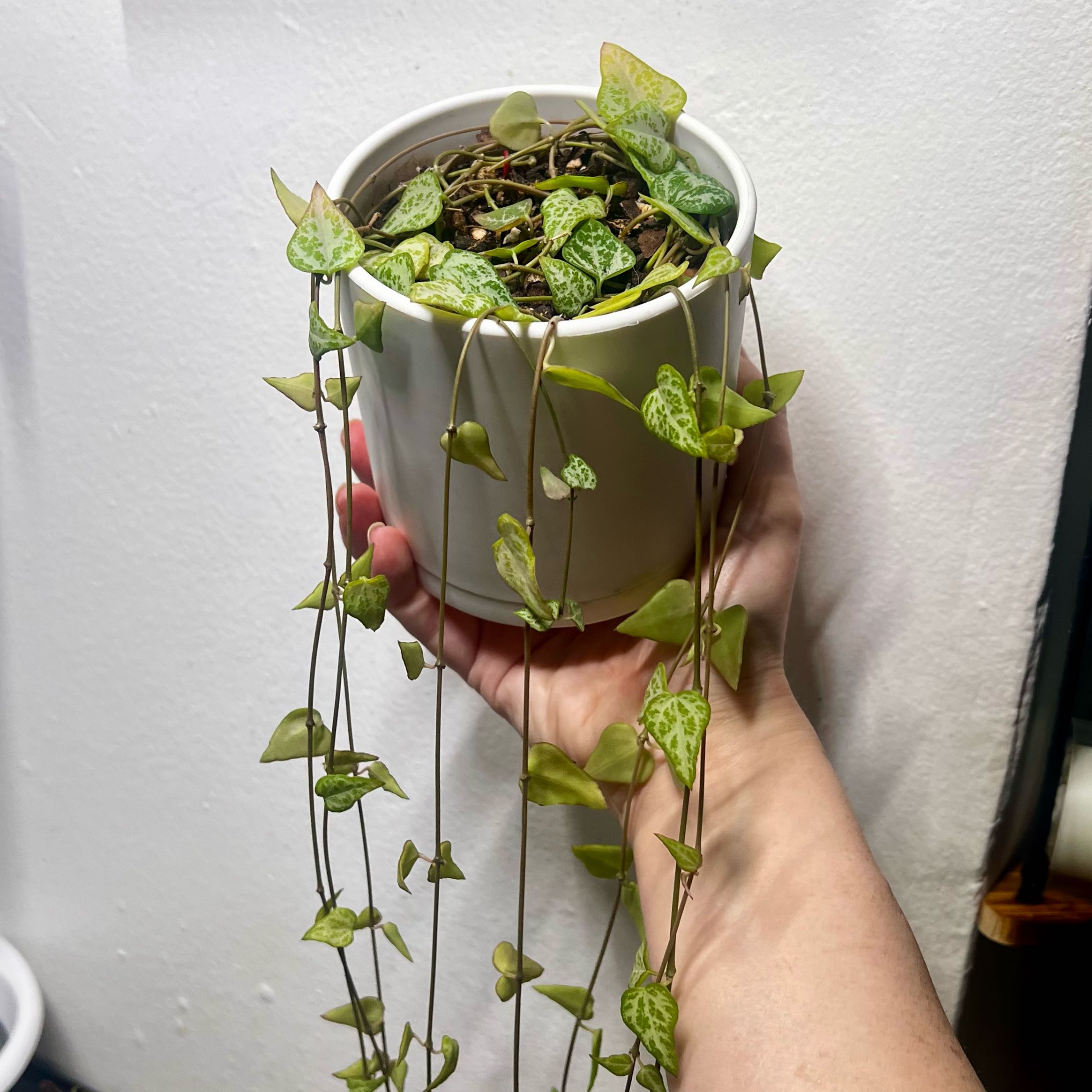 Photo of the plant species String Of Arrows by @BabeVila named Sidra on Greg, the plant care app