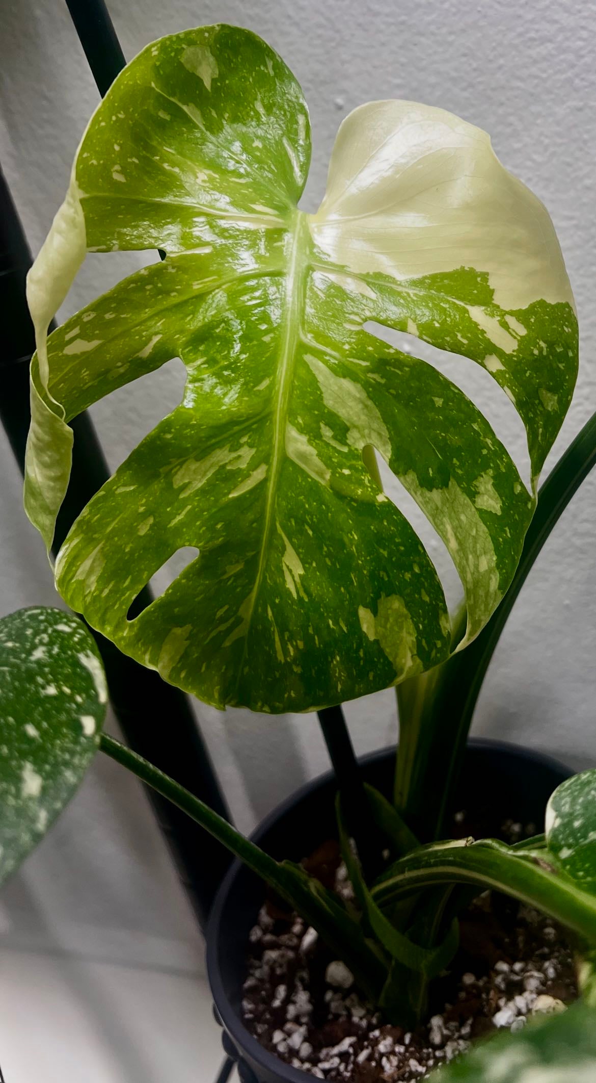 Monstera deliciosa 'Mint Variegata' Plant Care: Water, Light