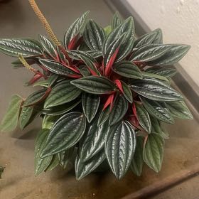 Photo of the plant species Peperomia 'Eden Rosso' by @BabeVila named Eve on Greg, the plant care app