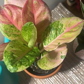 Photo of the plant species Aglaonema by @BabeVila named Angelina on Greg, the plant care app