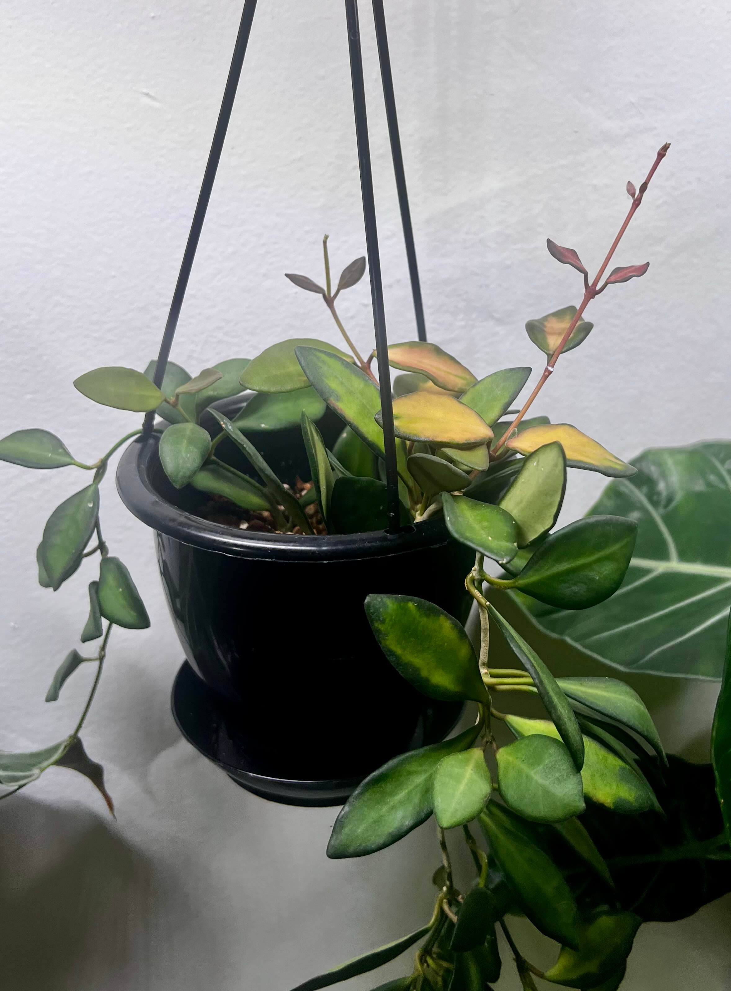 Keep Your Hoya Argentea Princess Alive: Light, Water & Care