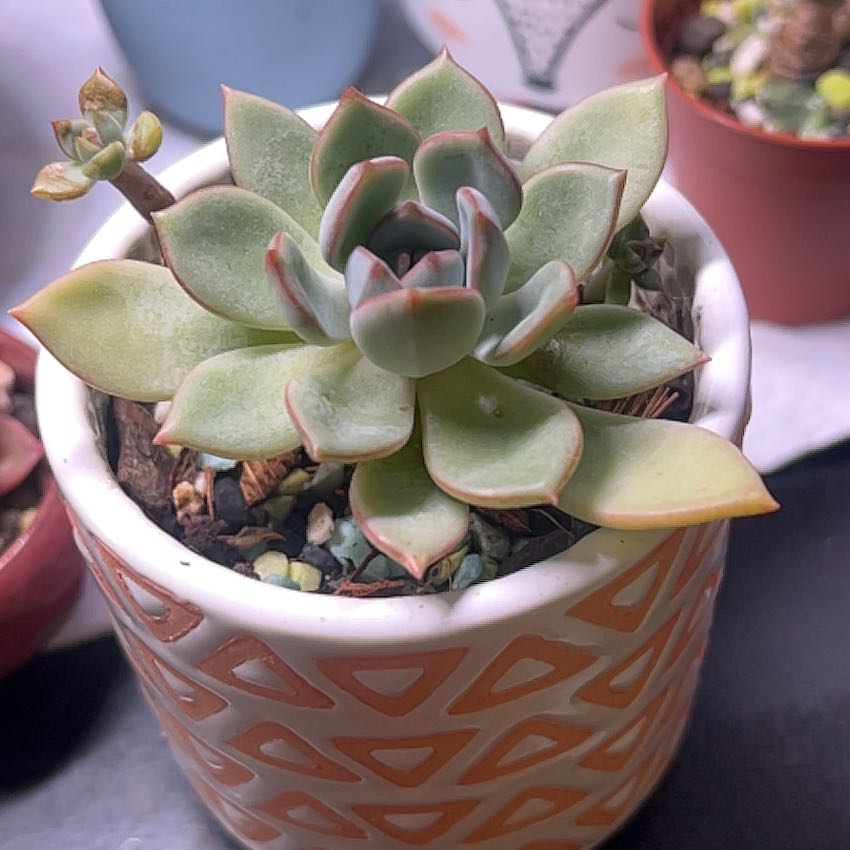 Photo of the plant species Echeveria 'Moonglow' by @BabeVila named Luna on Greg, the plant care app