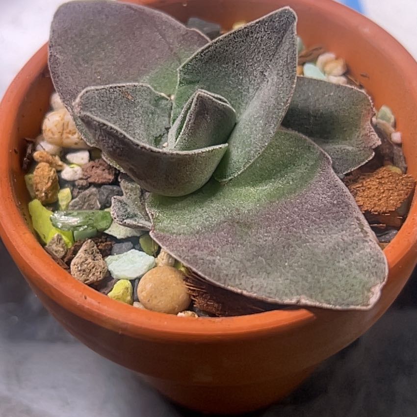 Photo of the plant species Crassula 'Garnet Lotus' by @BabeVila named Sienna on Greg, the plant care app