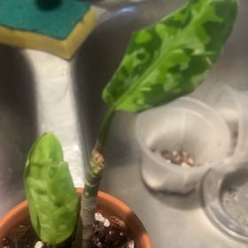 Photo of the plant species Aglaonema 'Pictum Tricolor' by @BabeVila named Fernando on Greg, the plant care app