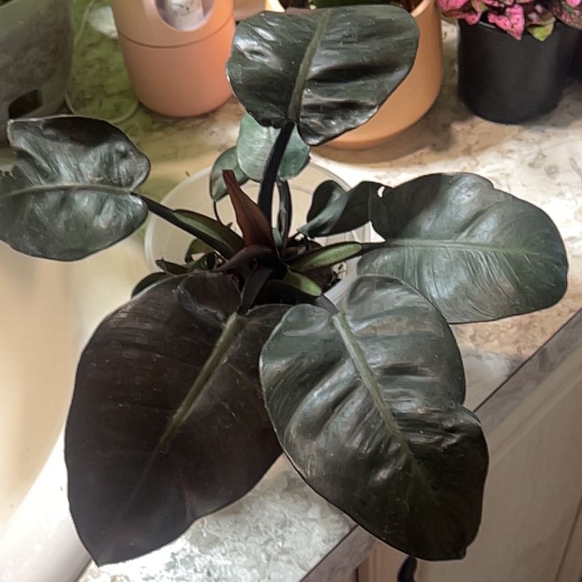 Photo of the plant species Philodendron 'Black Cardinal' by @BabeVila named Nox on Greg, the plant care app