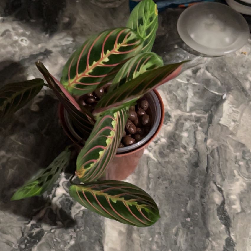 Photo of the plant species Red prayer plant by @BabeVila named Donna on Greg, the plant care app