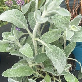 Photo of the plant species Lamb's Ear by @BabeVila named Bigleef Smalls on Greg, the plant care app