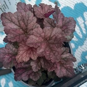 Photo of the plant species Coral Bells by @BabeVila named Corrine on Greg, the plant care app